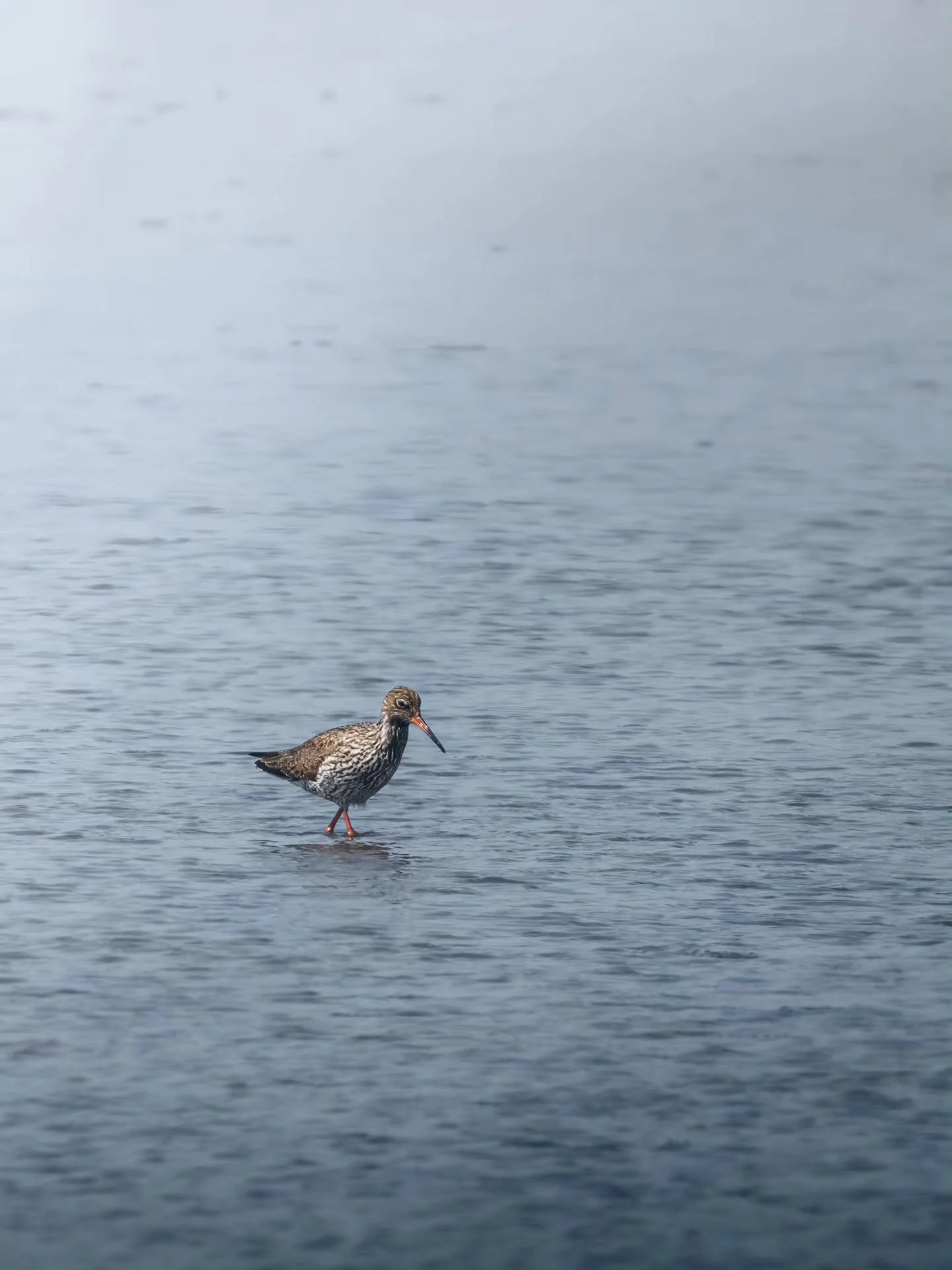 Een foto met veel negatieve ruimte heeft ook wel wat zo. Maakt zo'n foto van een tureluur heel dramatisch haha 🙃
&bull; 
&bull; 
&bull; 
&bull; 
#zoomnl #wildlifephotography #photography #bbcwildlifepotd #natgeo #wildlife #ignature  #bokeh #canon #k