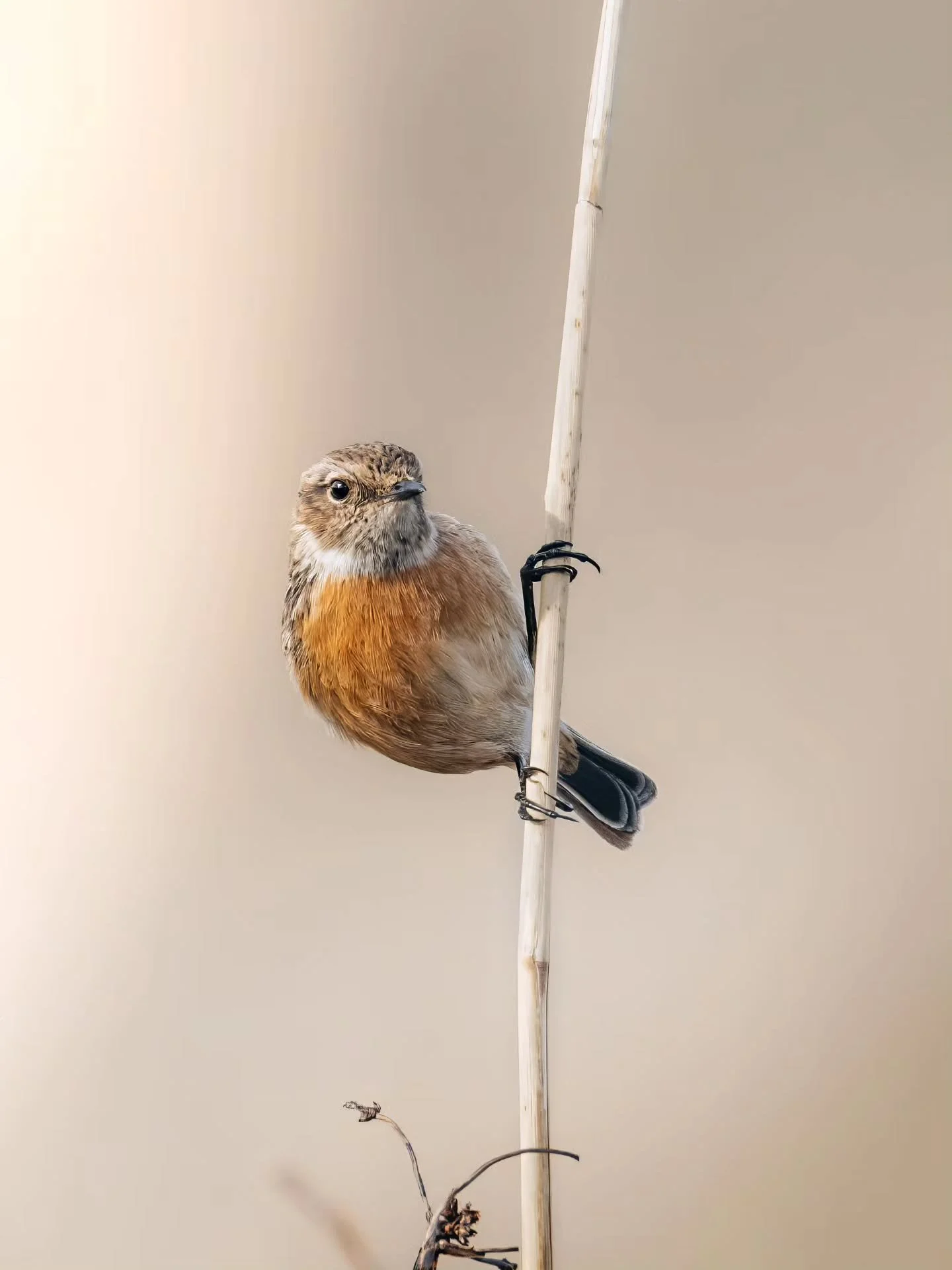 Nog &eacute;&eacute;ntje, ofja twee dan, van mijn favo fotomodel 🐥
&bull; 
&bull; 
&bull; 
&bull; 
#zoomnl #wildlifephotography #photography #bbcwildlifepotd #natgeo #wildlife #ignature  #bokeh #canon #kameraexpress #bbcearth #planetearth #cameralan