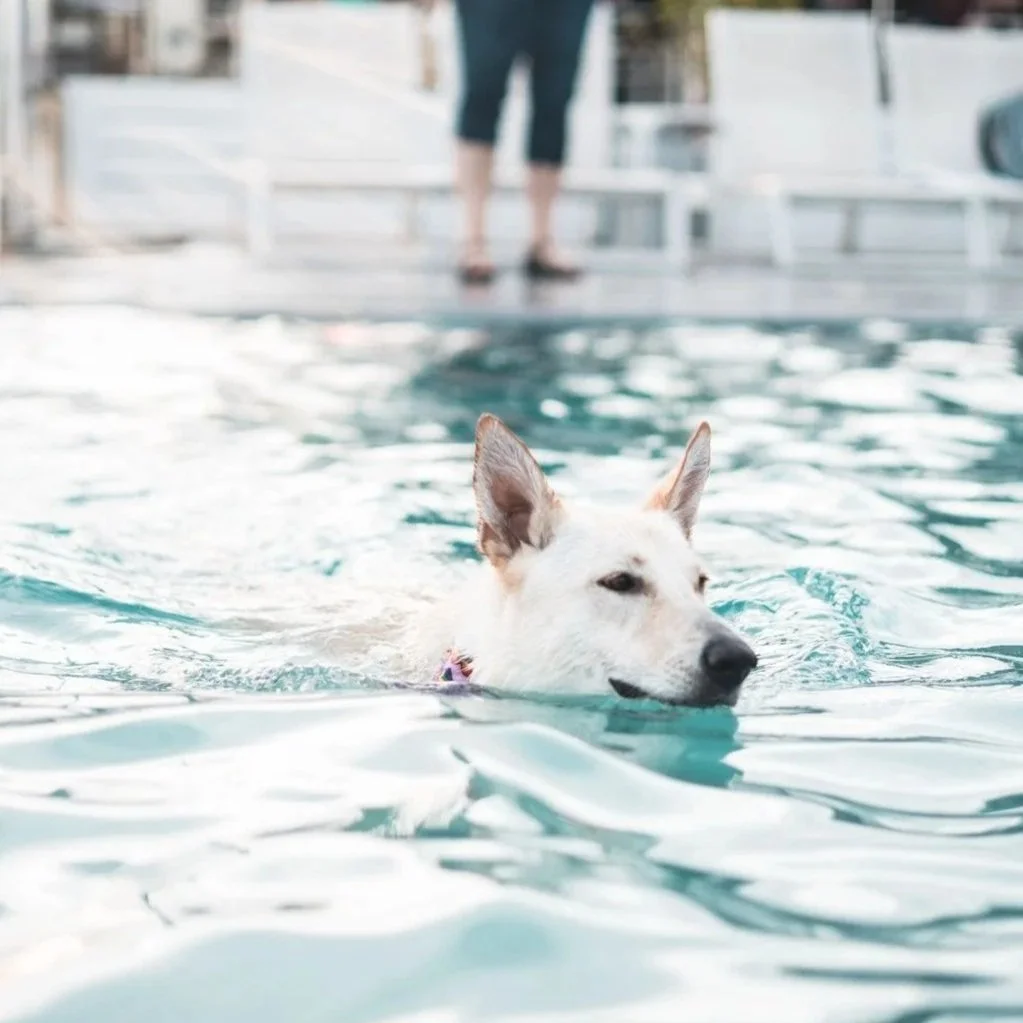 Pendry: End-Of-Season Dog Swim