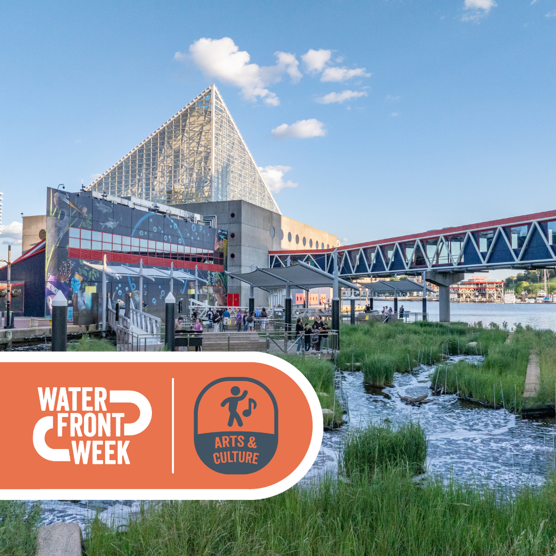 Meet the Expert programming on Harbor Wetland 