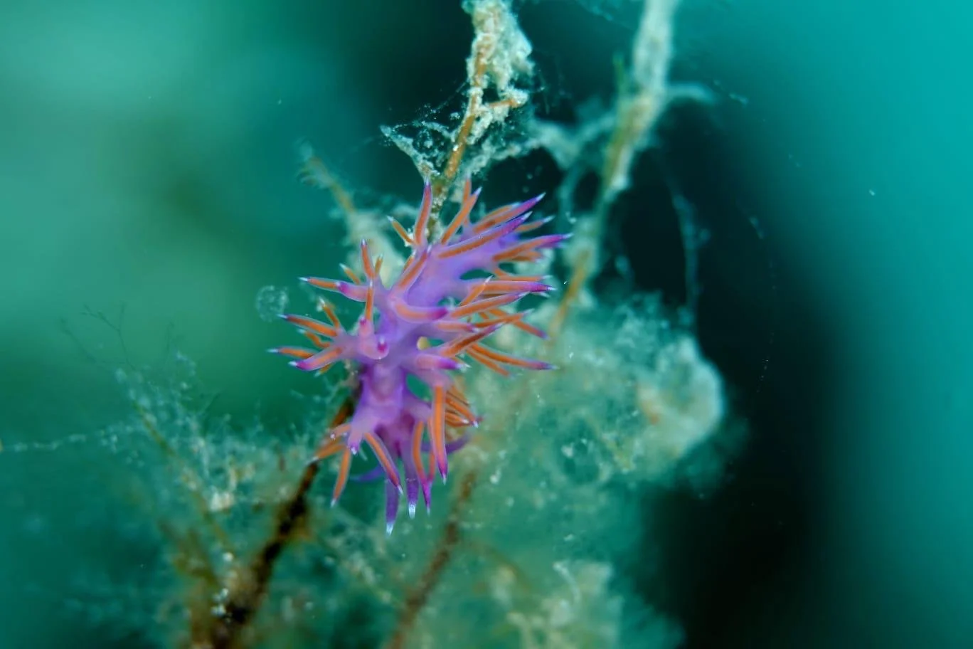 reefquest phase two_3.jpeg