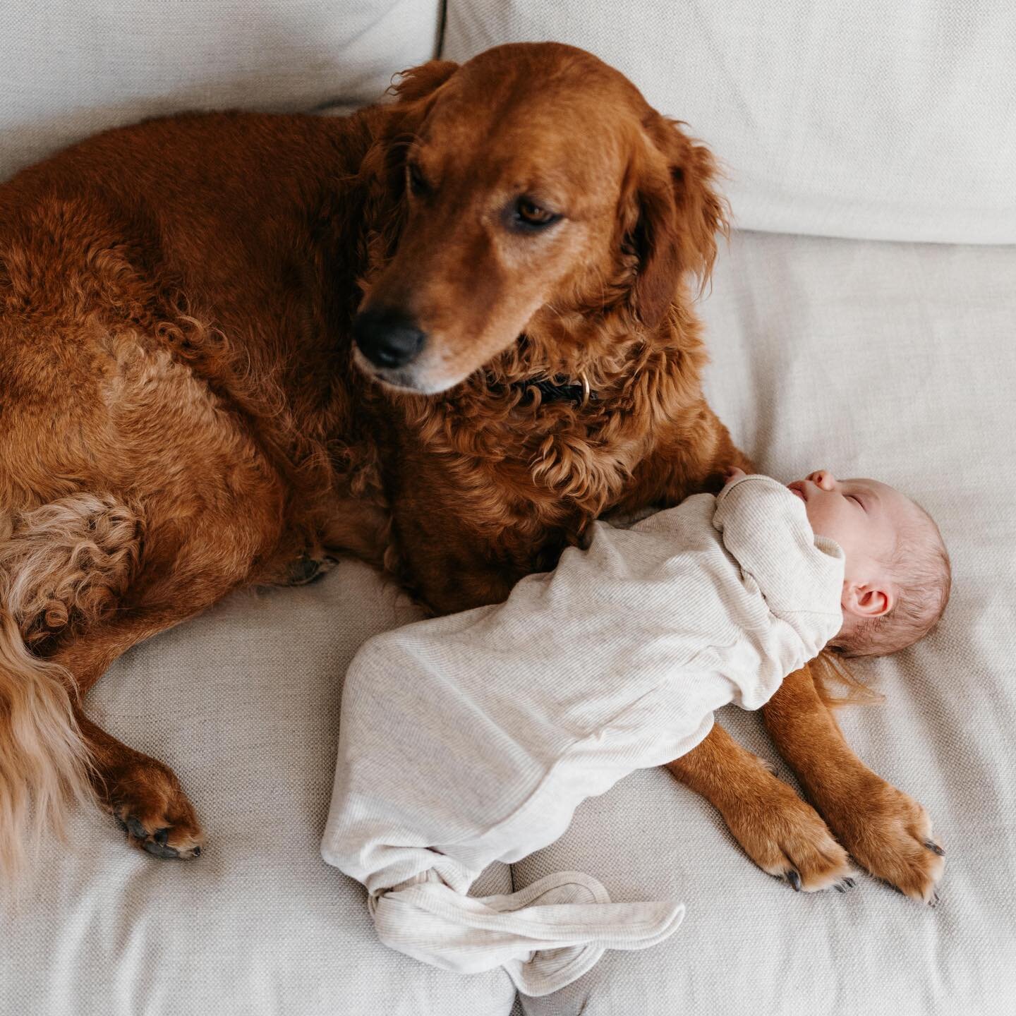 We love to watch our families grow! I&rsquo;ve captured their engagement, wedding, maternity and my awesome associate Nora captured their newborn session 😍
.
Nellie the dog seems to like her new brother, am I right? 🥲