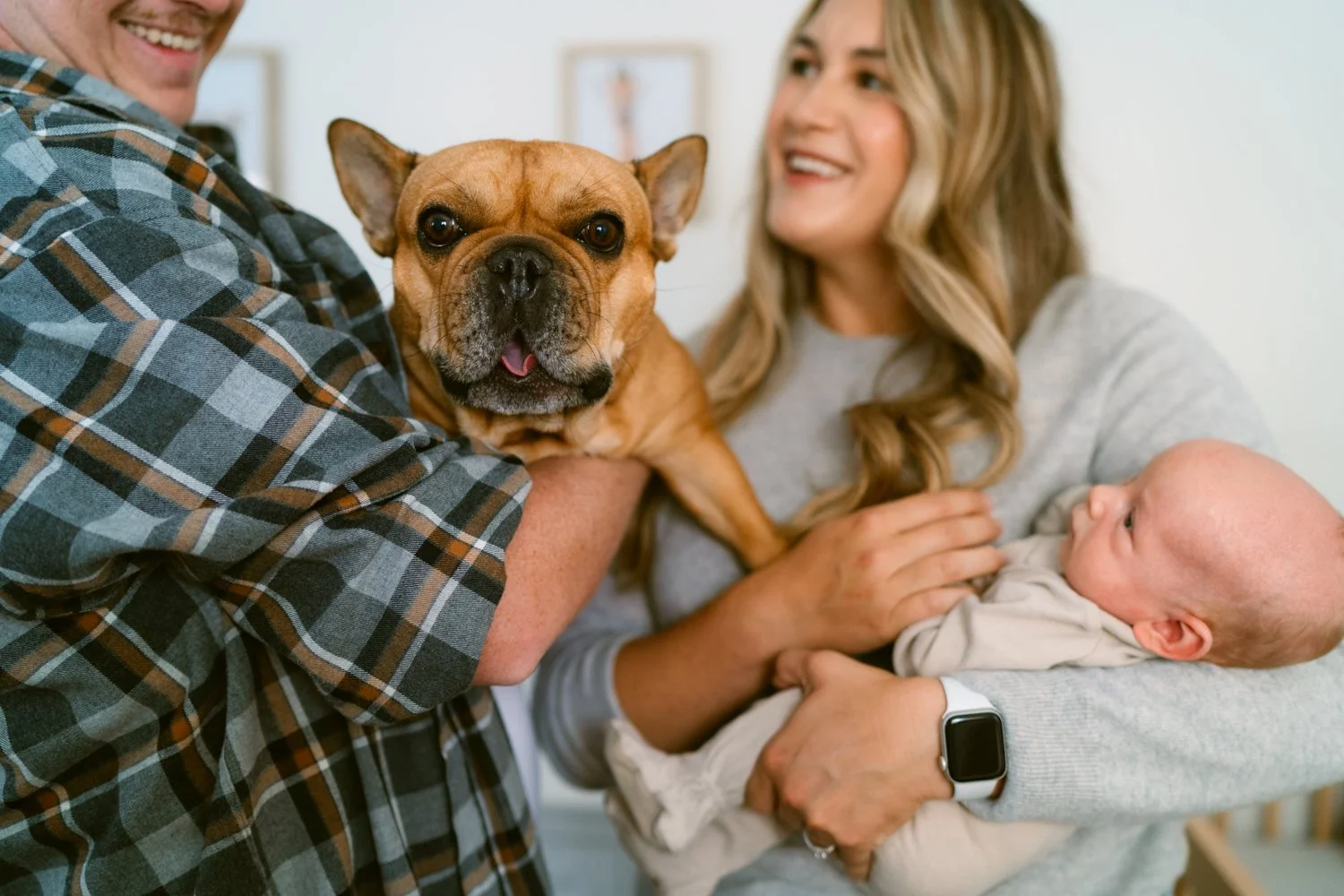 The French Bulldog’s New Baby Baby Brother