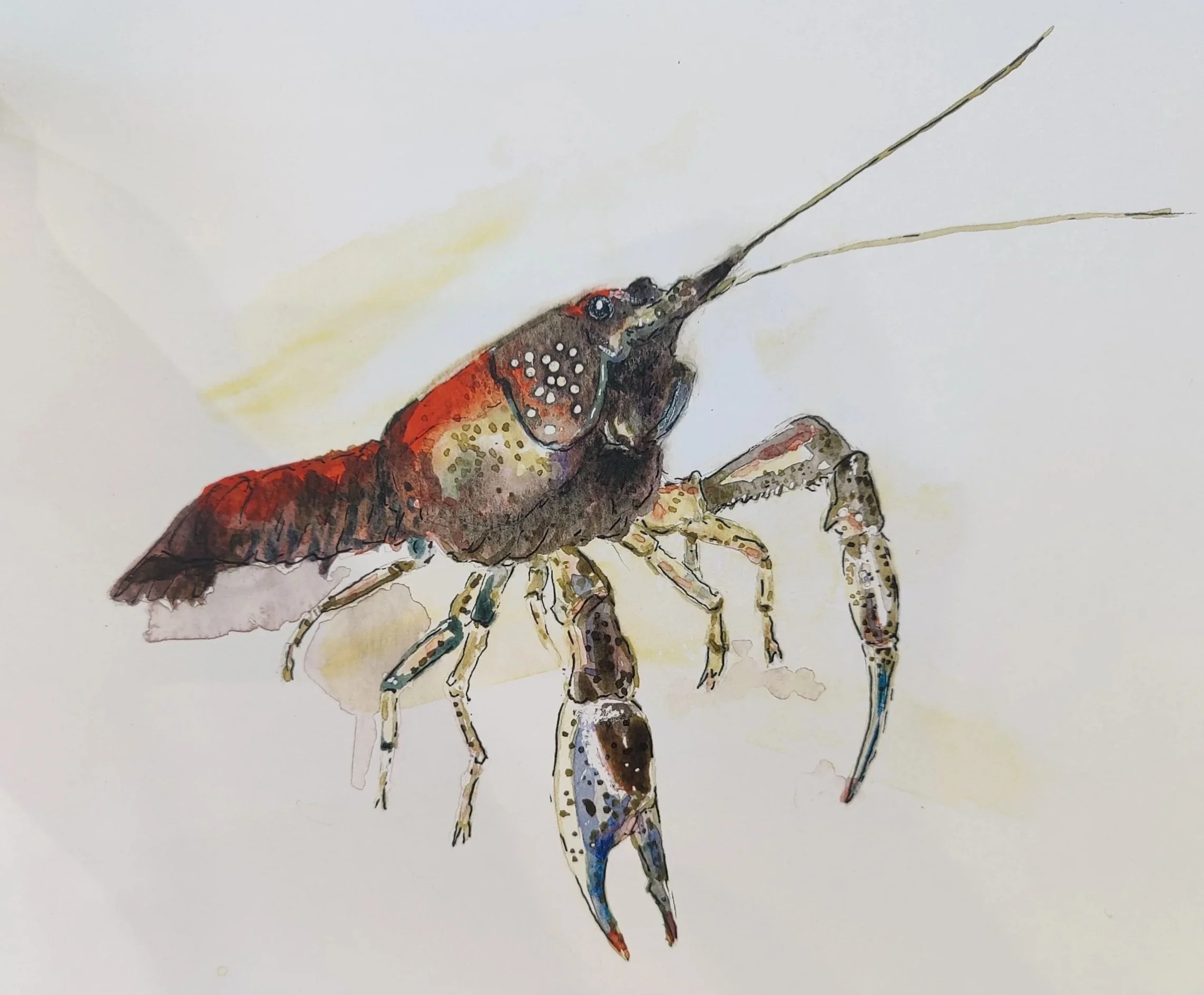 "Chief." Watercolor on paper. Sold.  3rd place winner Emerging Artist category 2023 Cherokee Trail of Tears Art Show.