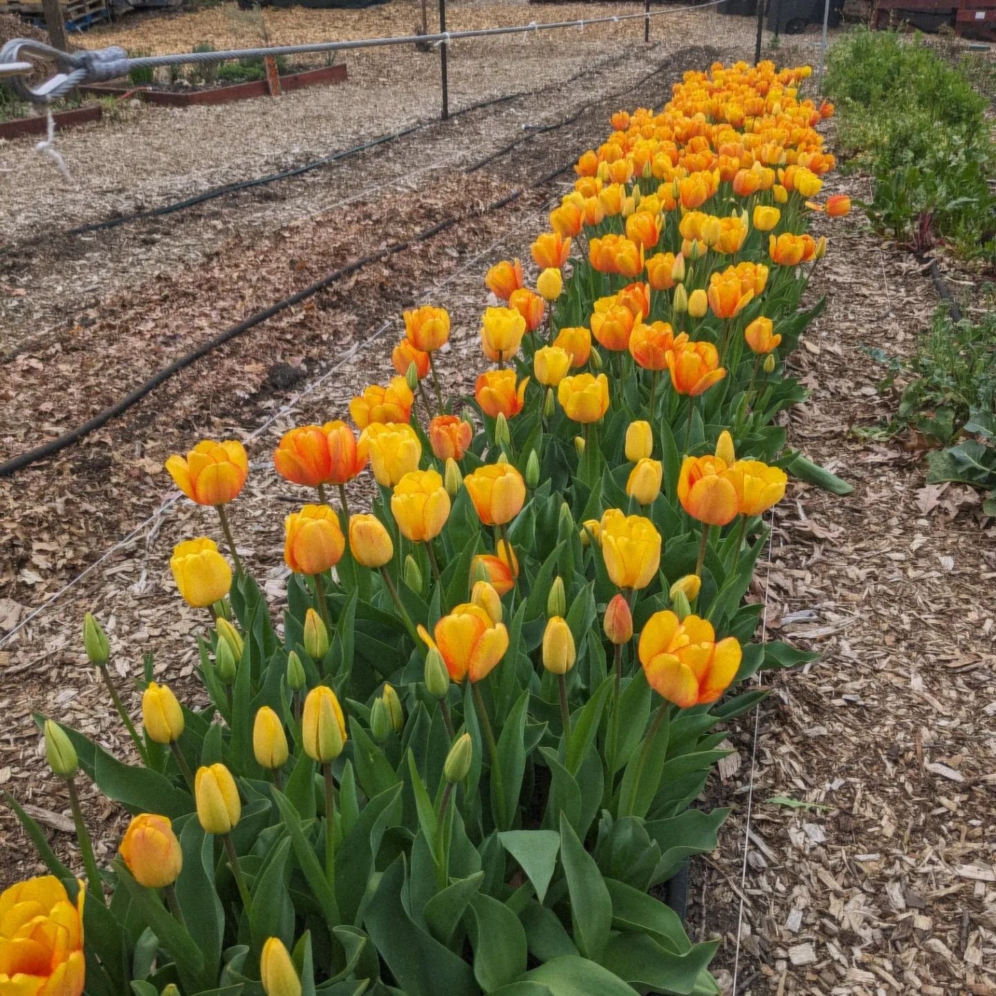 HARVEST ALERT: Come by the farm to harvest tulips, and pick up arugula, sunchokes, cilantro, and carrots! Available in the farm fridge. Produce free to everyone, including neighbors, volunteers, and meme re, as part of our open harvest policy.