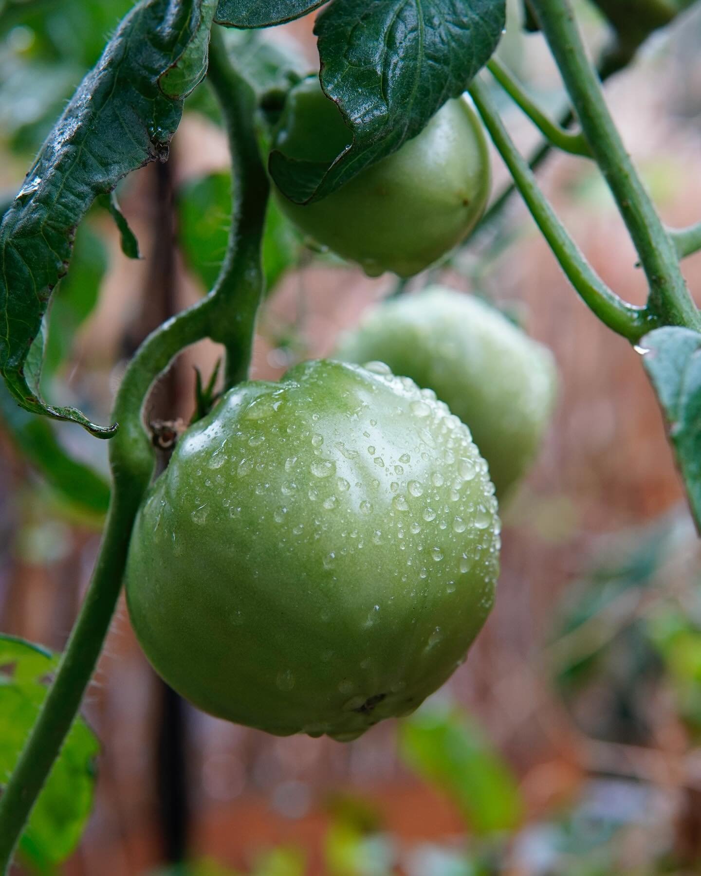 🍅 It&rsquo;s Tomato Time! Our tomatoes are in the ground and starting to take off. But with growth comes a need for pruning, which helps the plant spend its energy on producing fruit instead of growing offshoots. Join us Monday, May 13 at 7 p.m. to 