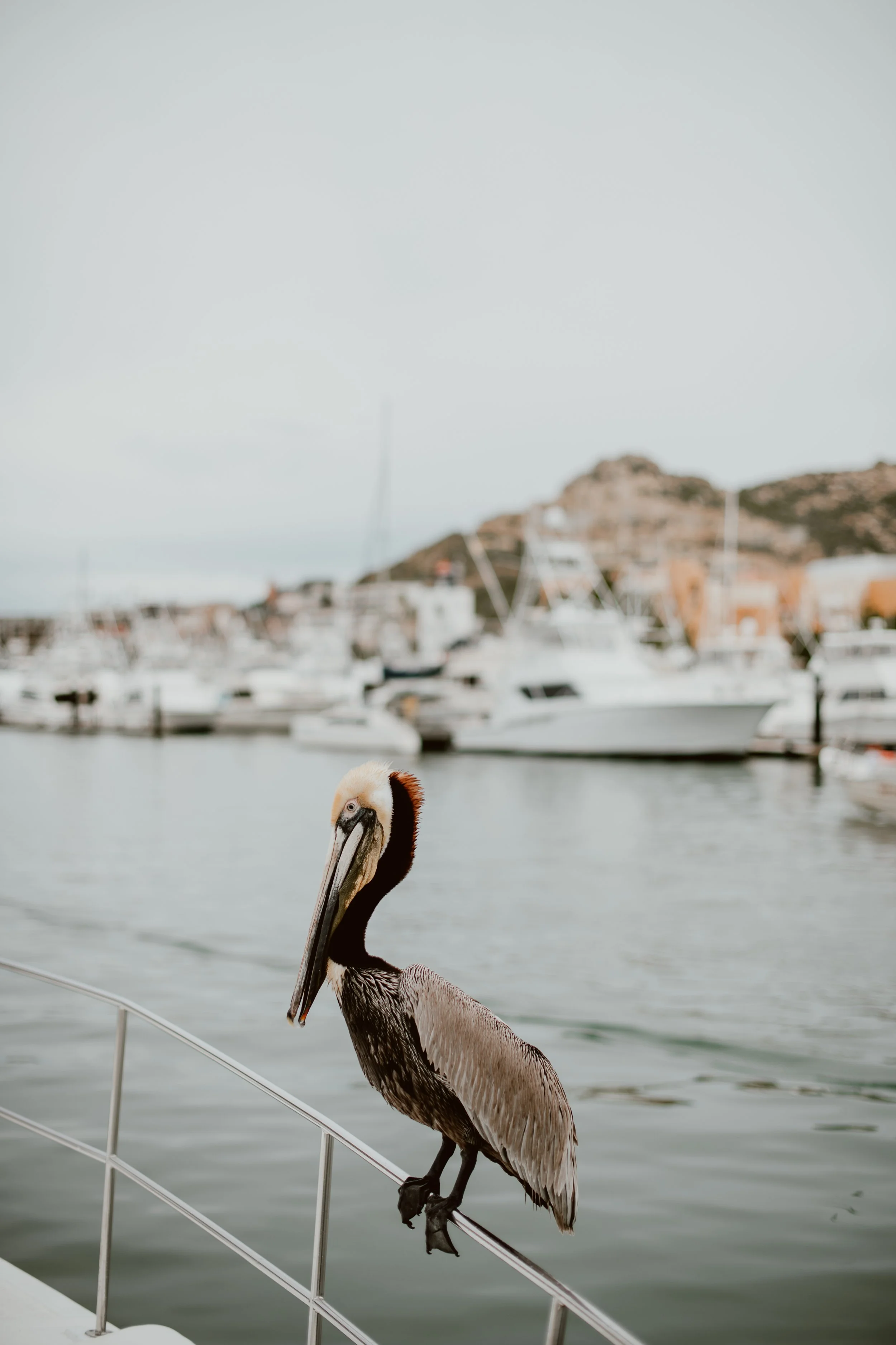 MKDBirthday-Day3-PelicanCabo.JulietaAmezcuaPhotography-4.jpg