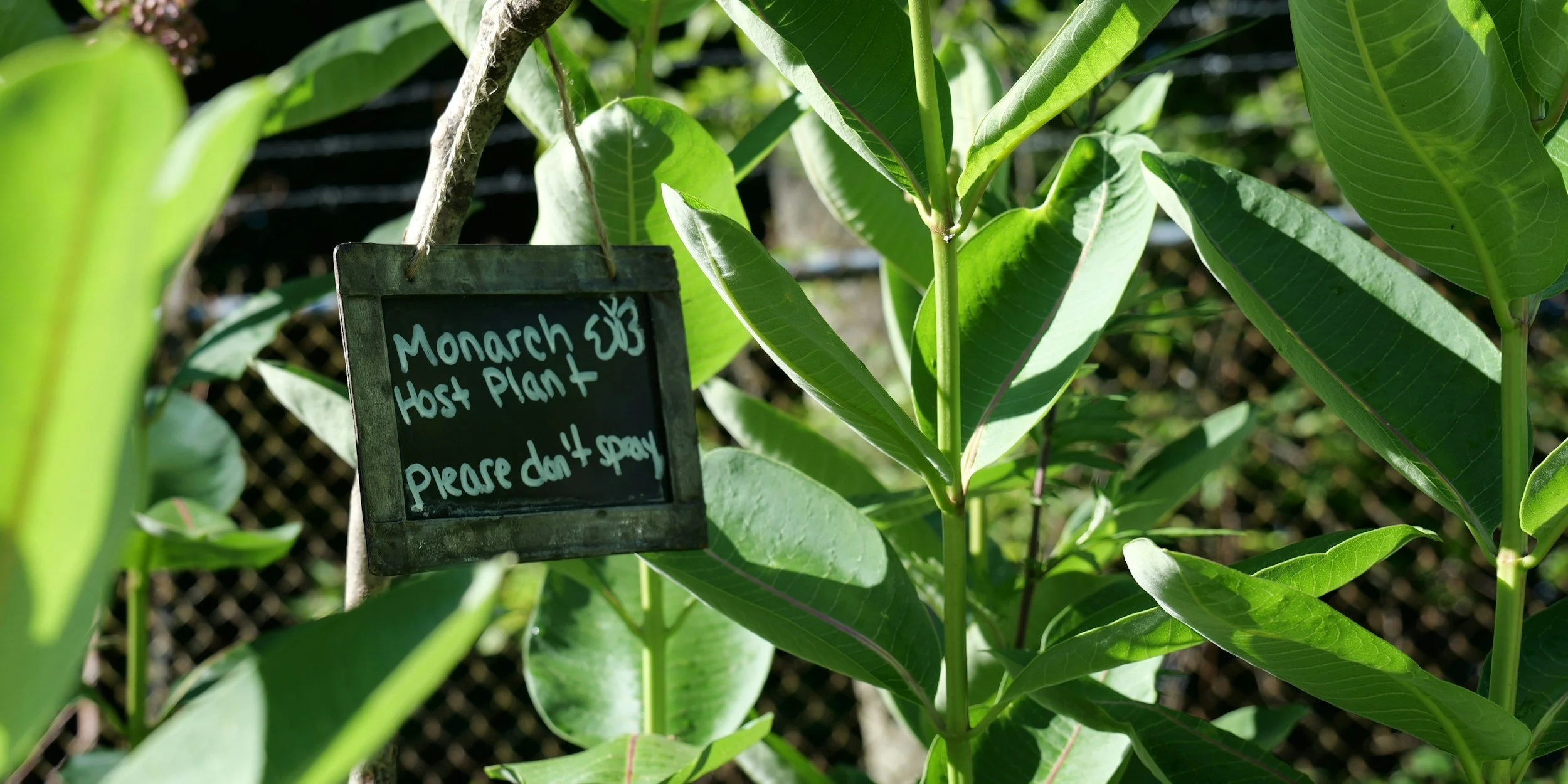 Weatherproof Plant Markers: Materials, Writing Tools, and DIY Ideas