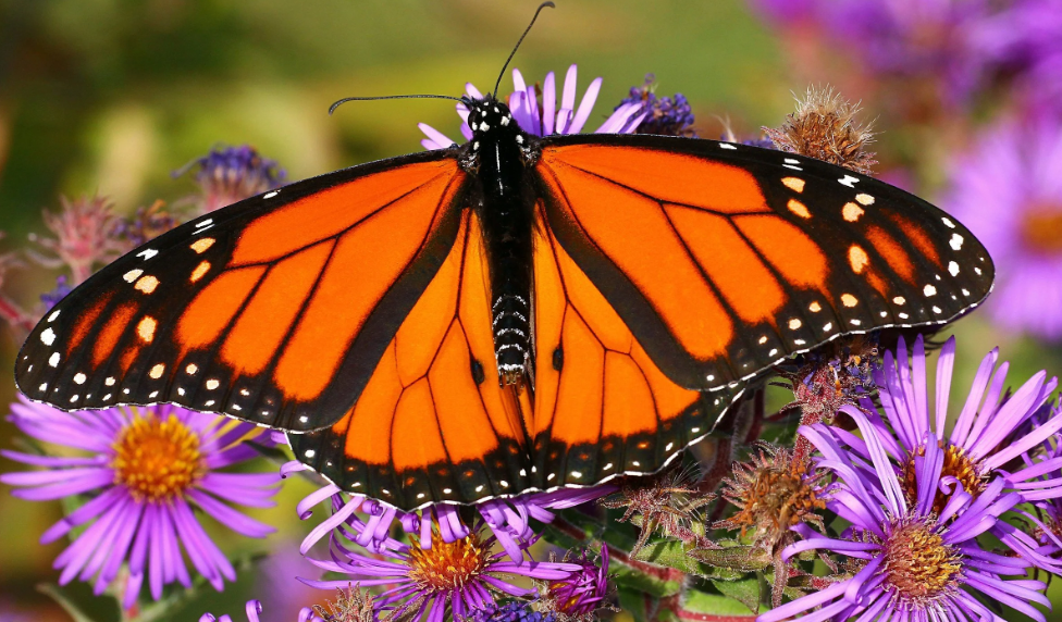 Pollinator Pathways, Bee Cities &amp; Monarch Waystations: A Complete Guide for Communities