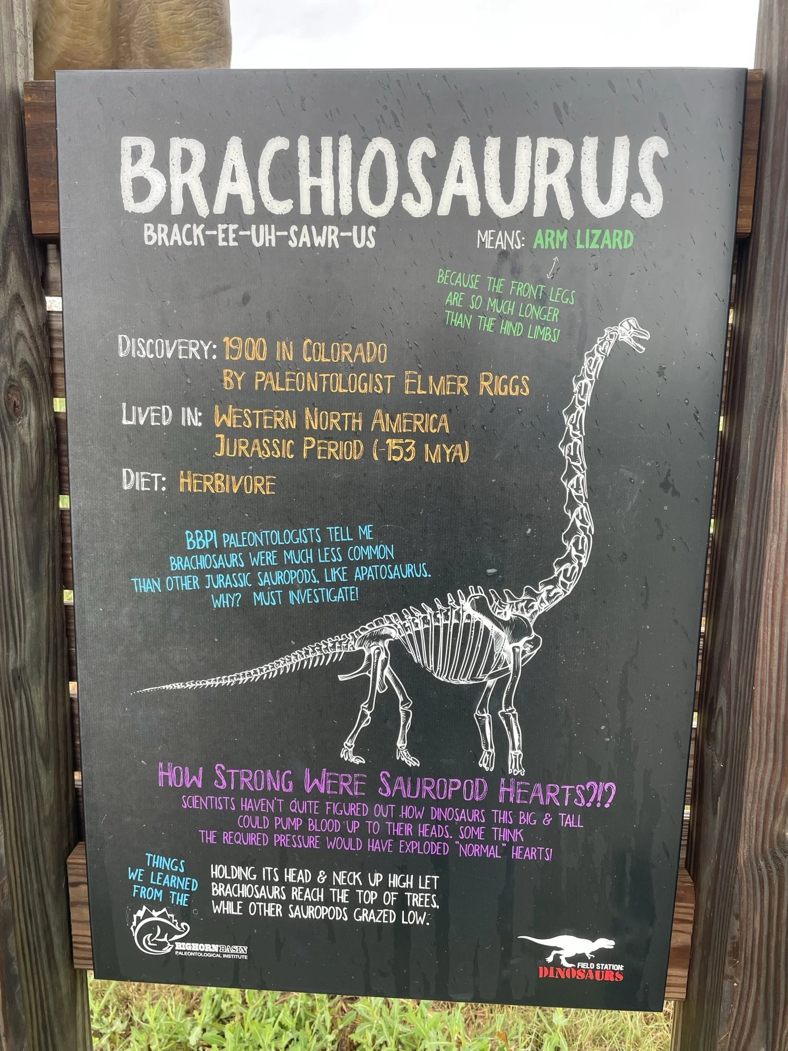 Field Station Dinosaur (10).JPEG