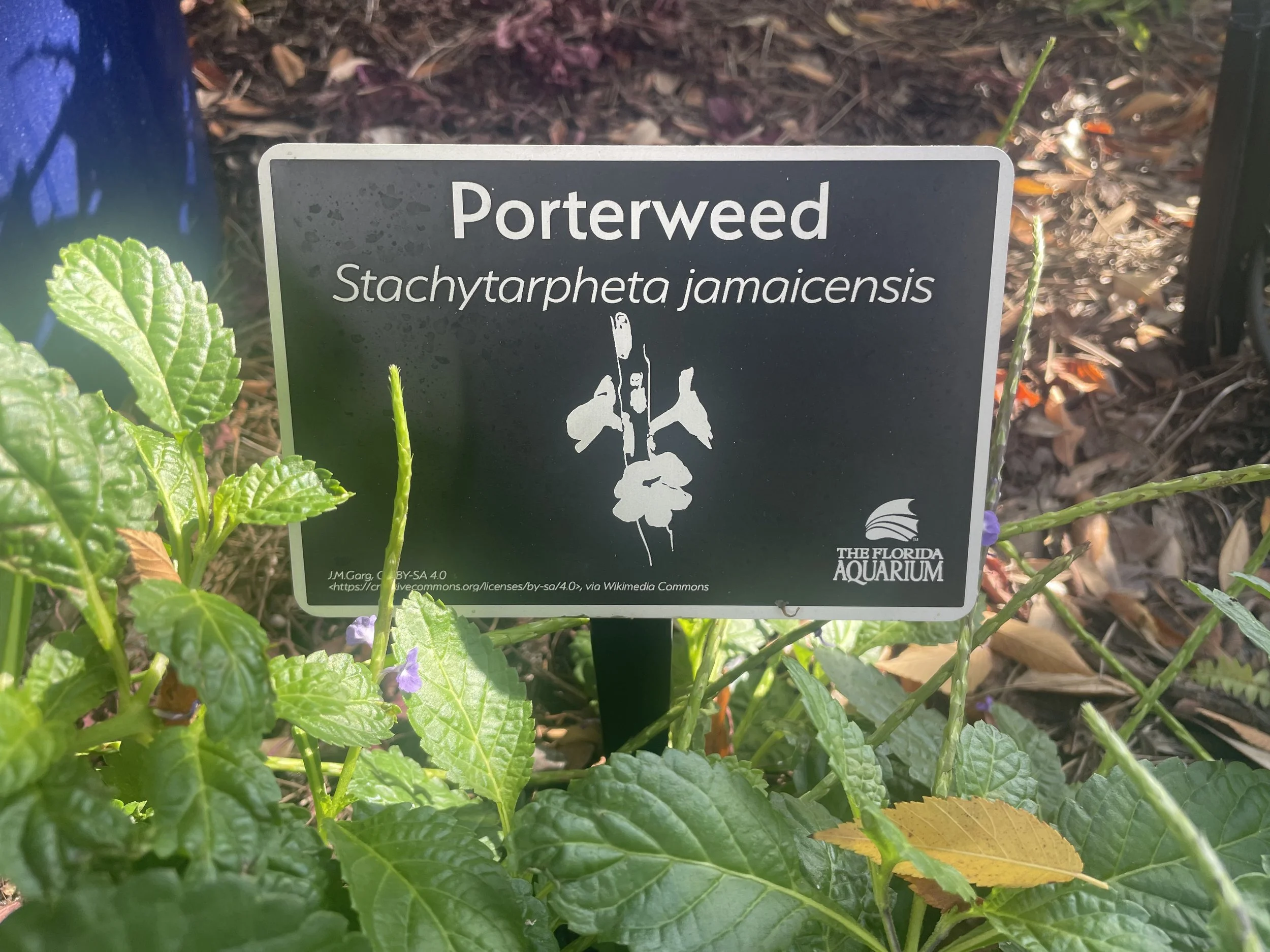 The Florida Aquarium (1).JPG