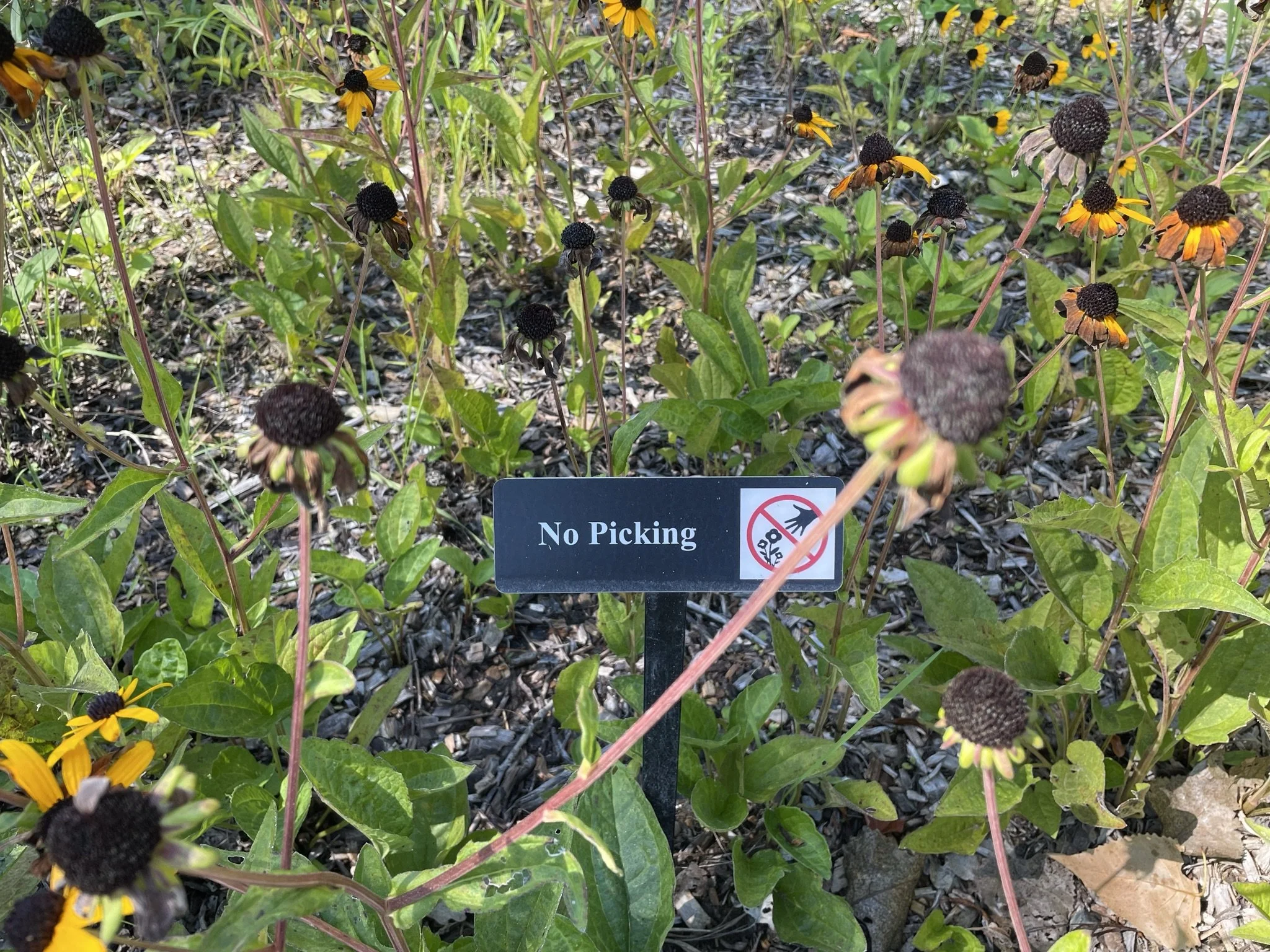 Calvin Ecosystem 6x2 (1).jpeg