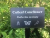 Arboretum Signs and Tree Labels | Plant ID Signs — Lark Signs