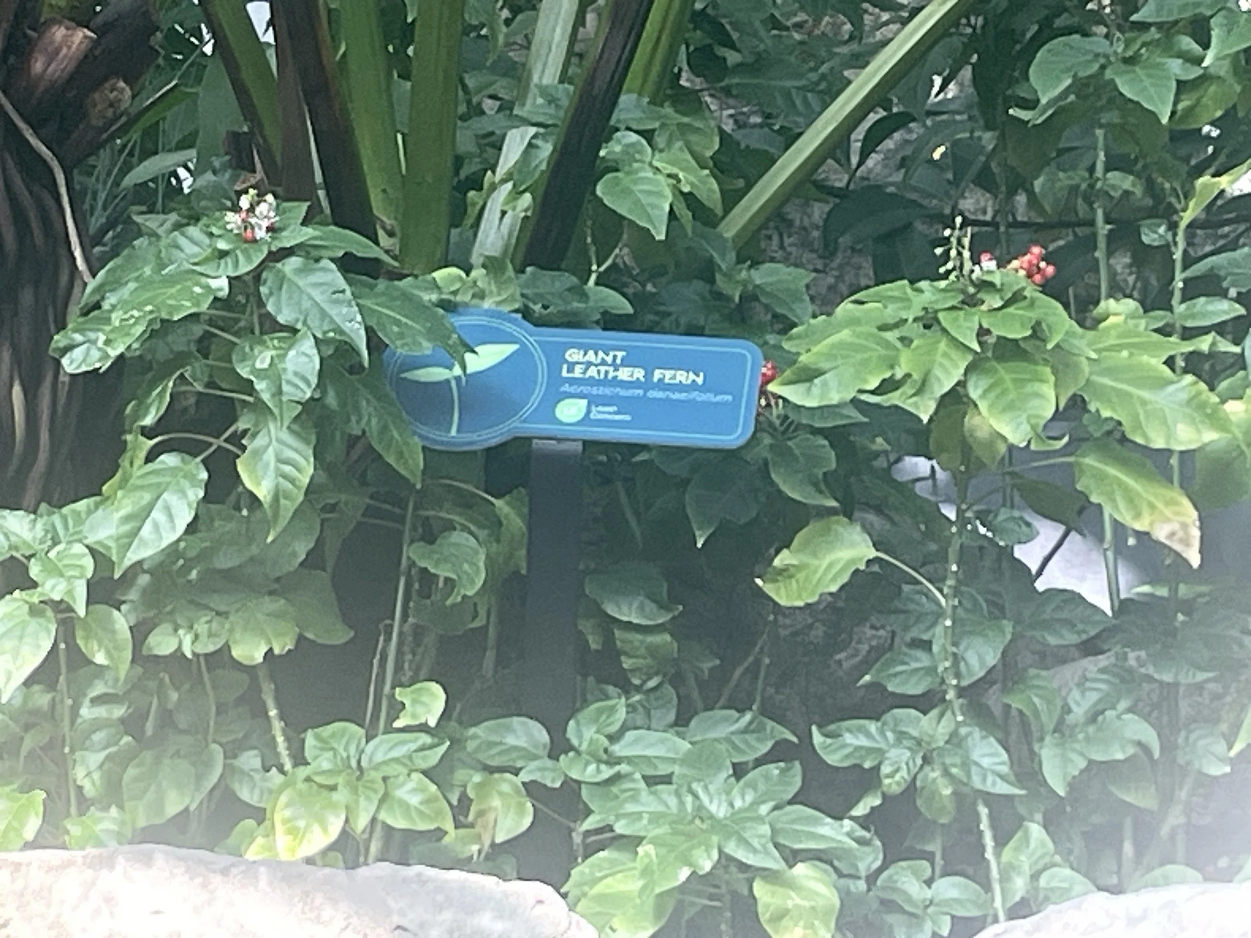 The Florida Aquarium (2).JPG