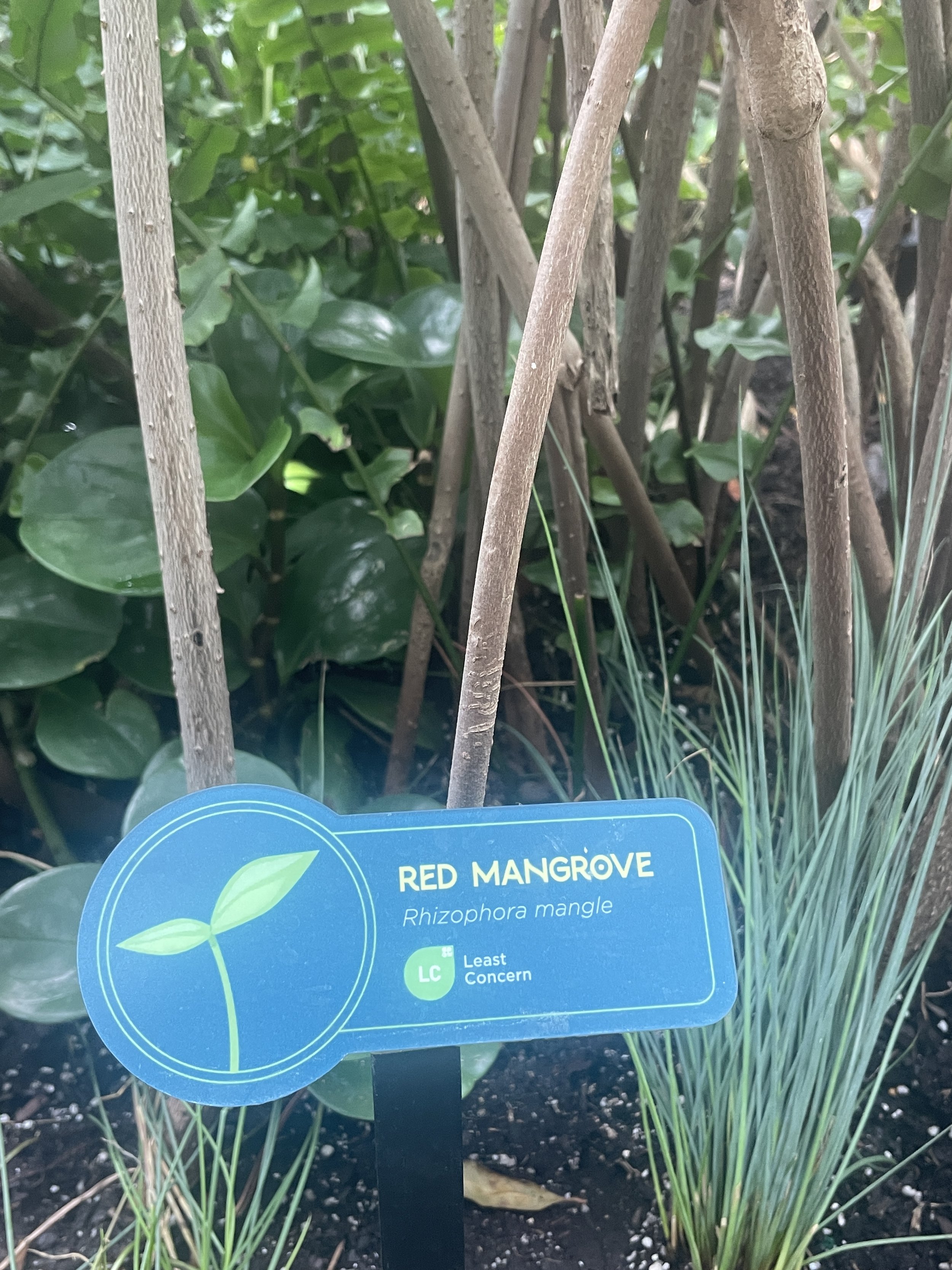 The Florida Aquarium (9).JPG