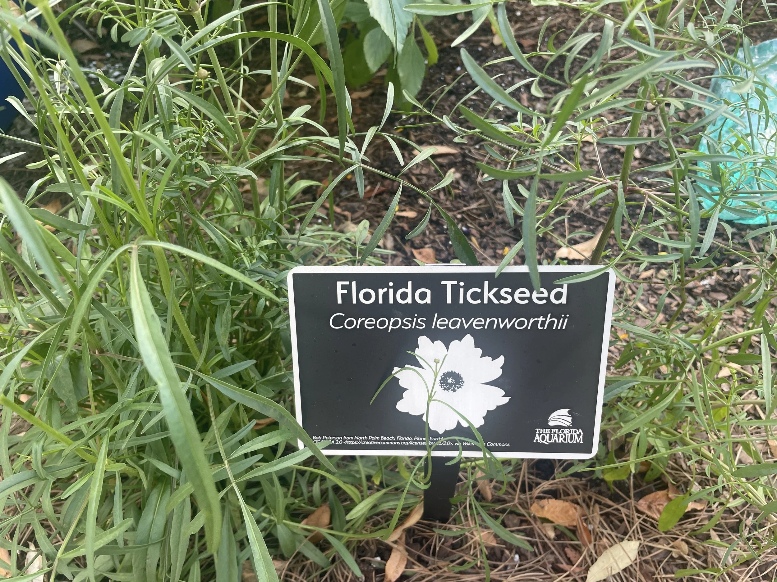 The Florida Aquarium (12).JPG