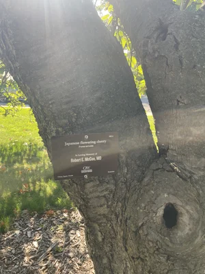 Arboretum Signs and Tree Labels | Plant ID Signs — Lark Signs