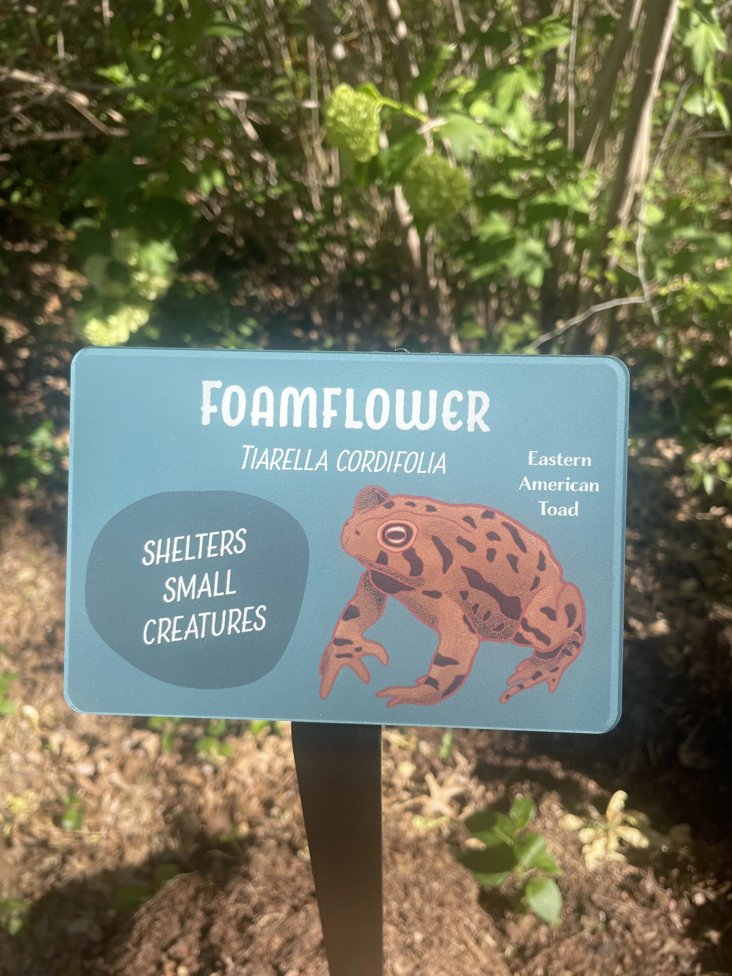 Joe's Wildlife Garden