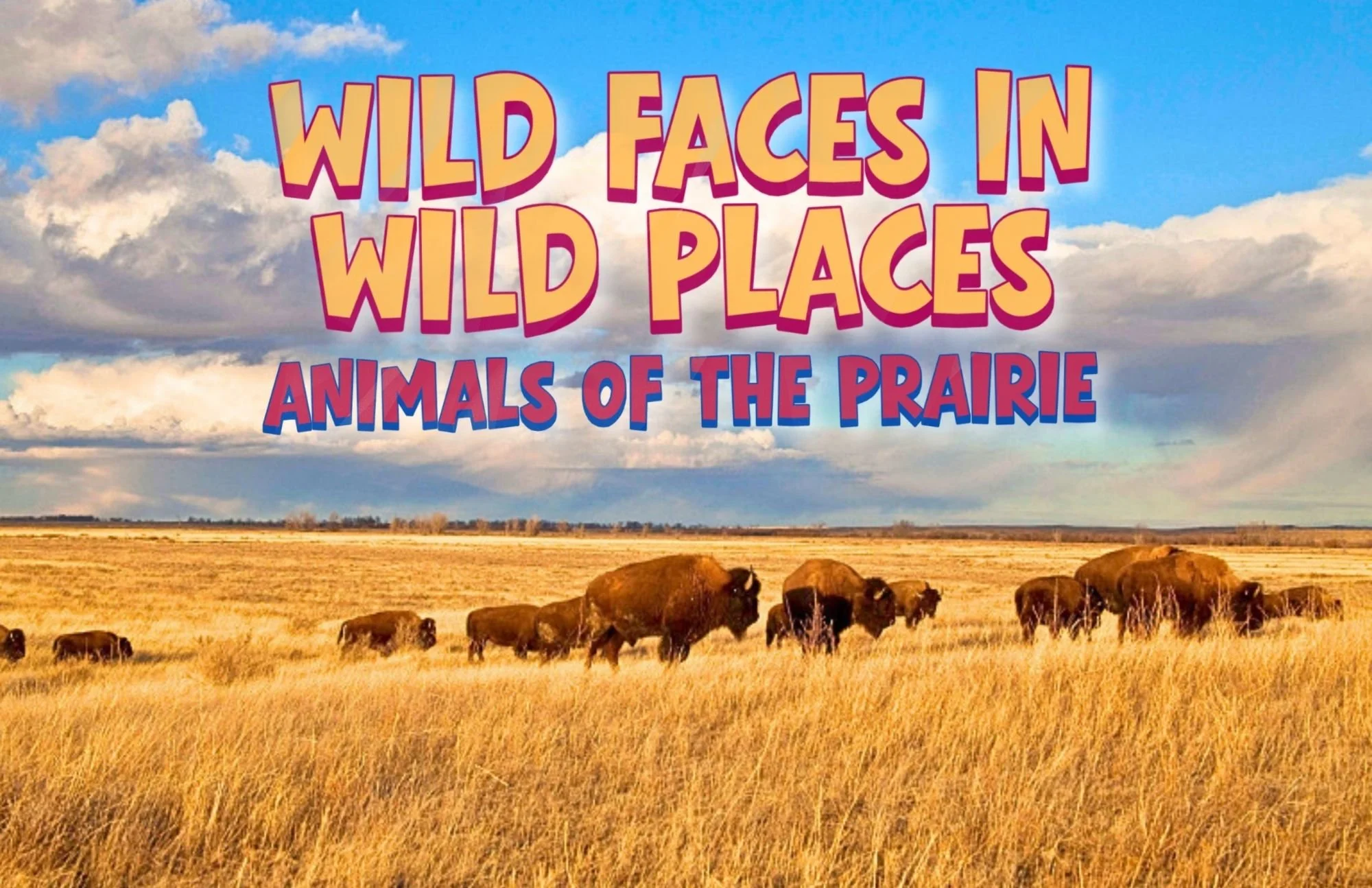 Wild Faces Prairie Animals.jpg