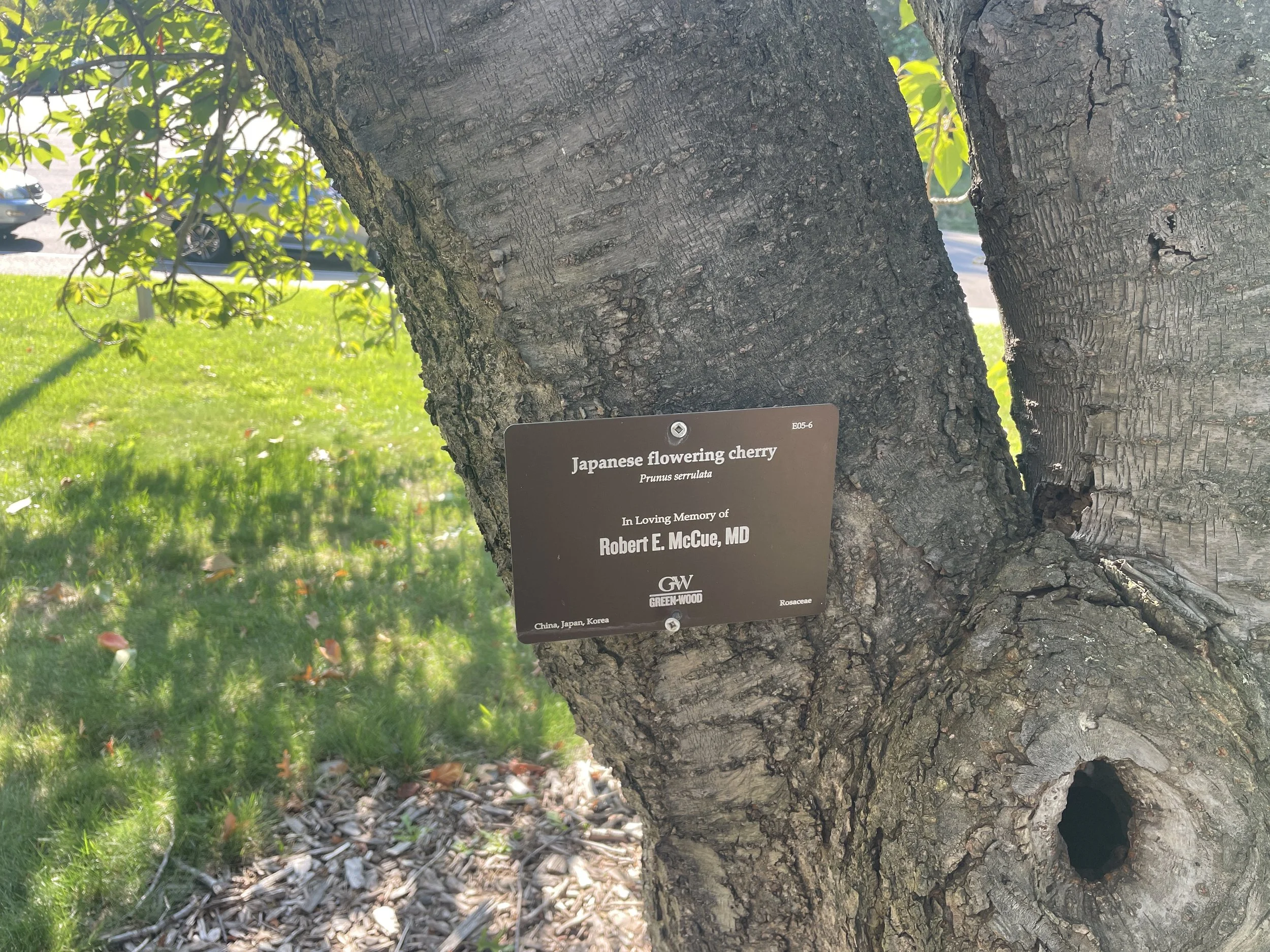 Green-Wood 7x5 (12).JPG