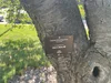Arboretum Signs and Tree Labels | Plant ID Signs — Lark Signs