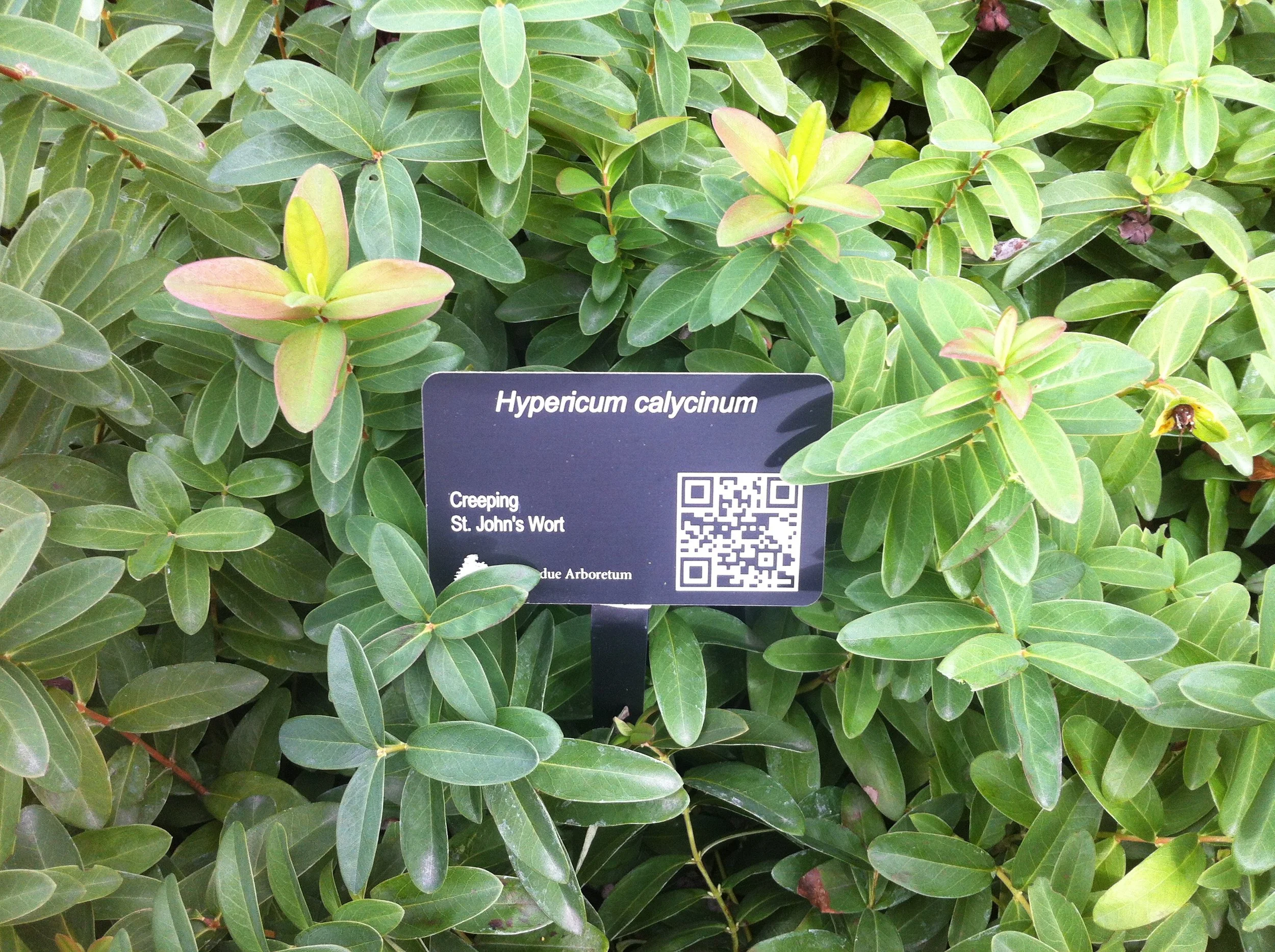 Plant ID Signs — Lark Signs