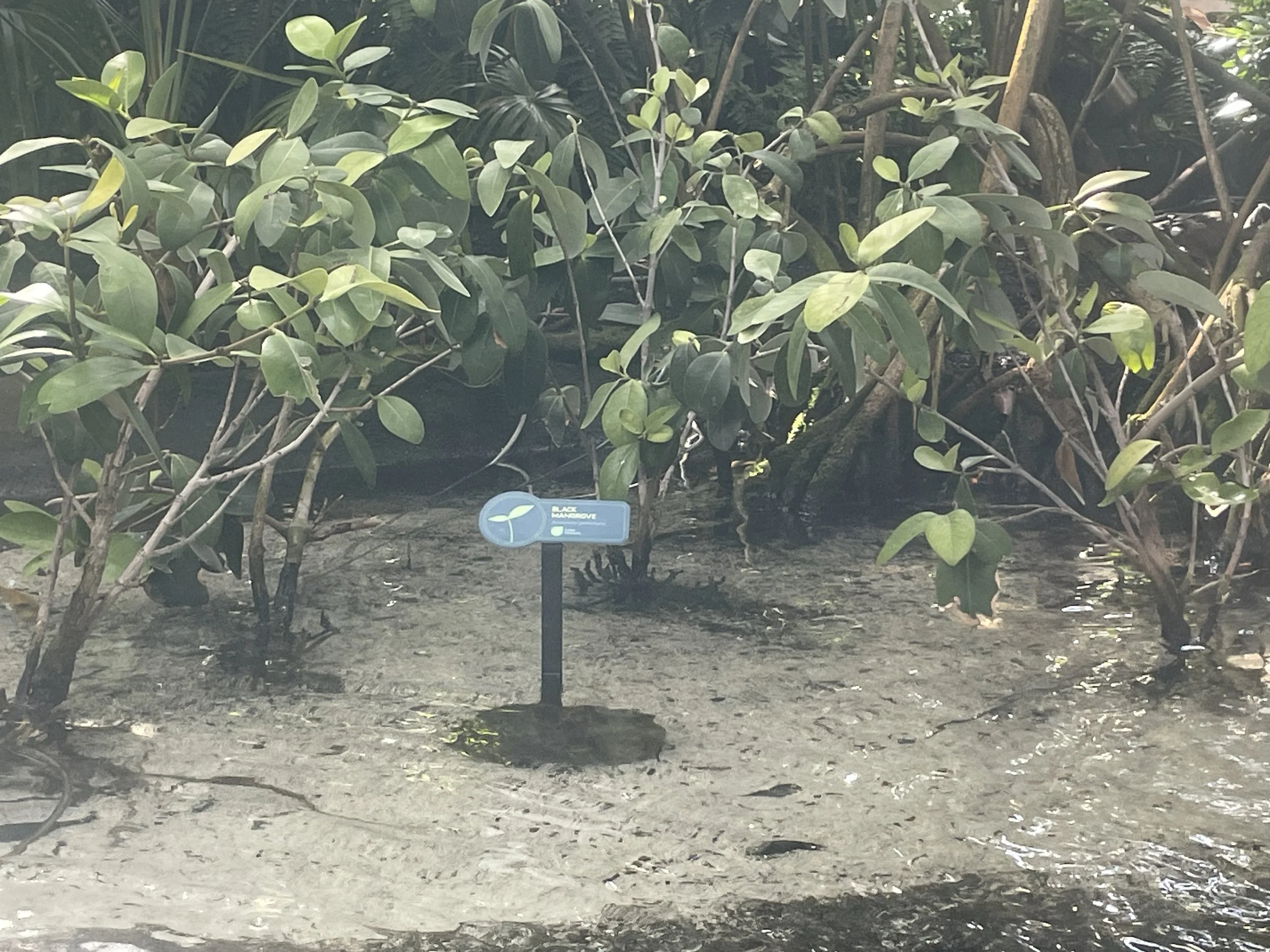 The Florida Aquarium (7).JPG