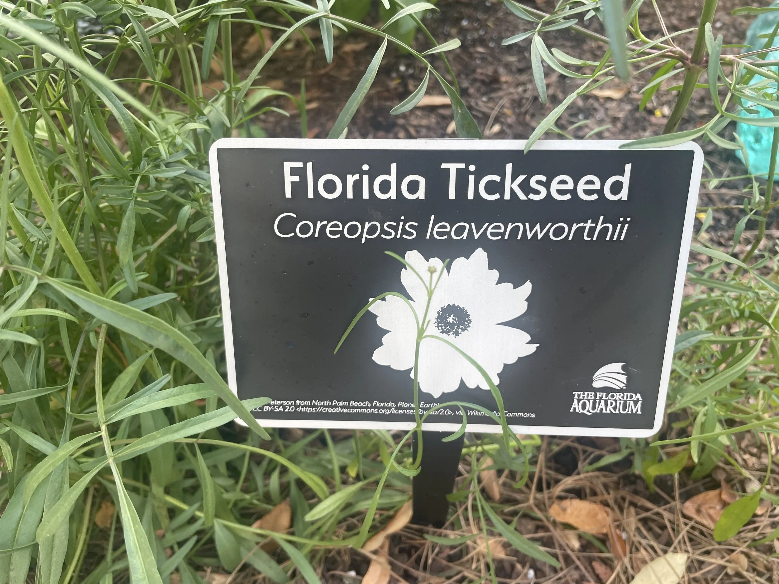 The Florida Aquarium (13).JPG