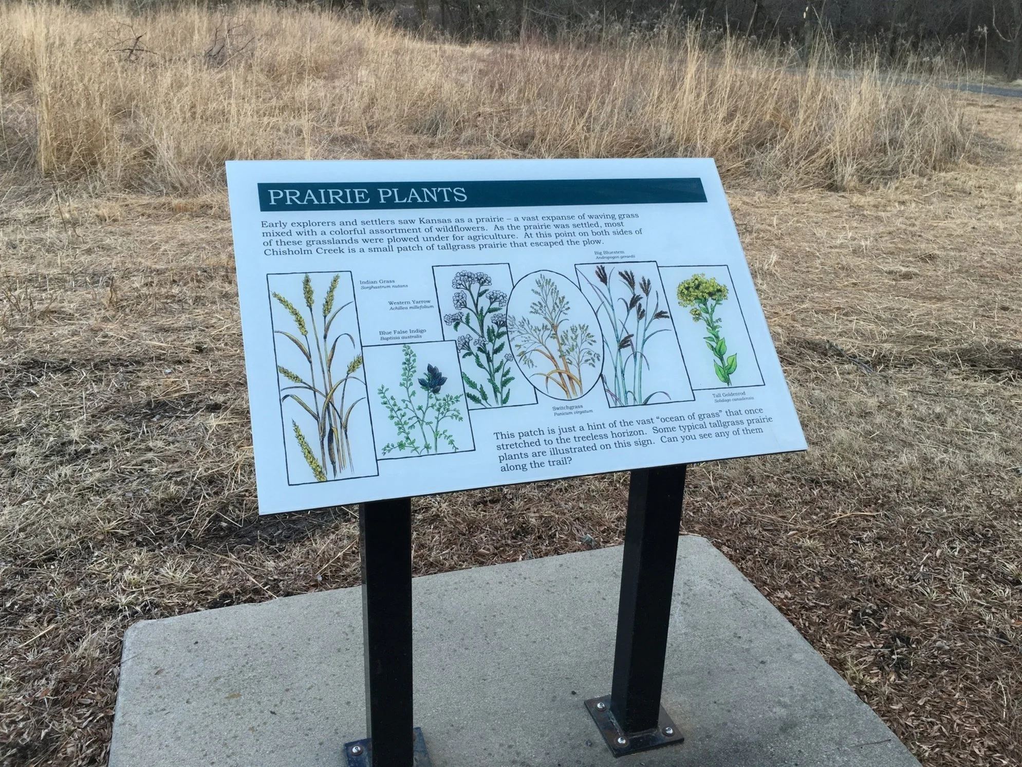 AAA Prairie Plant 36 x 24 Frameless Panel.jpg