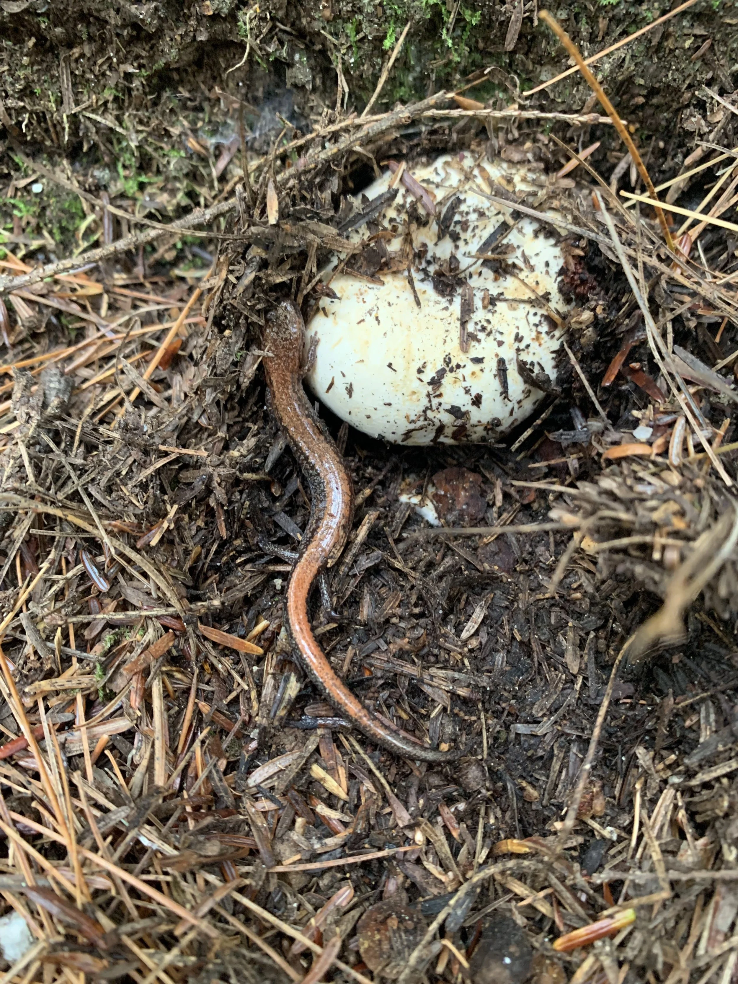 Red-backed Salamander