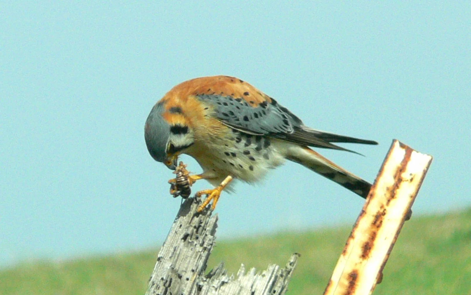 American Kestrel