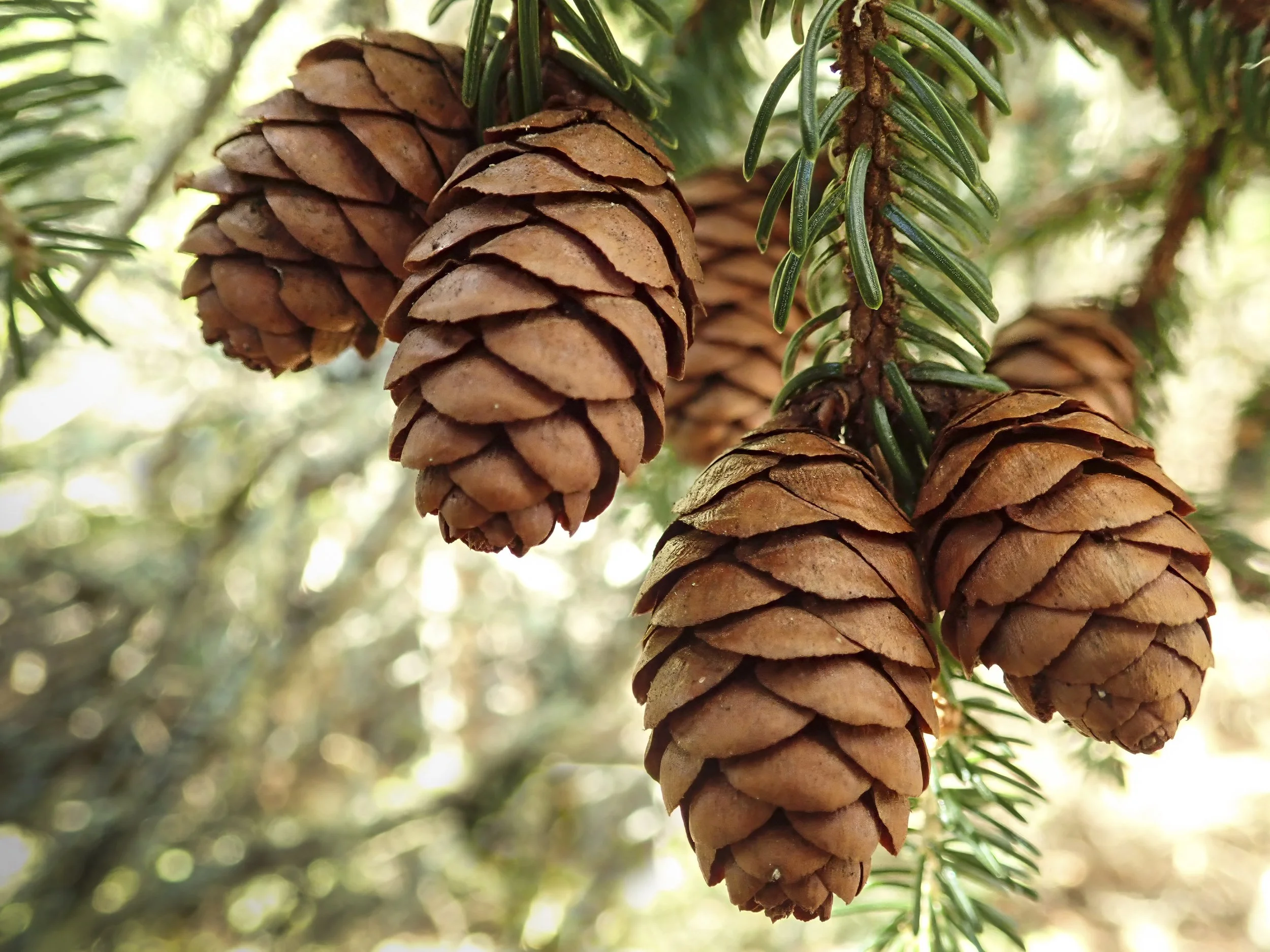Eastern Hemlock