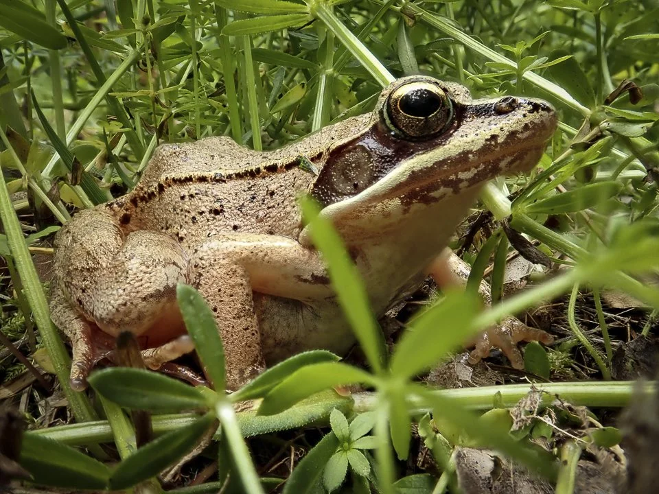Wood Frog (Lithobates sylvaticus)