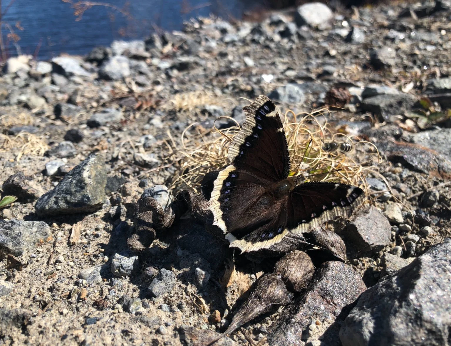 Mourning Cloak Butterfly