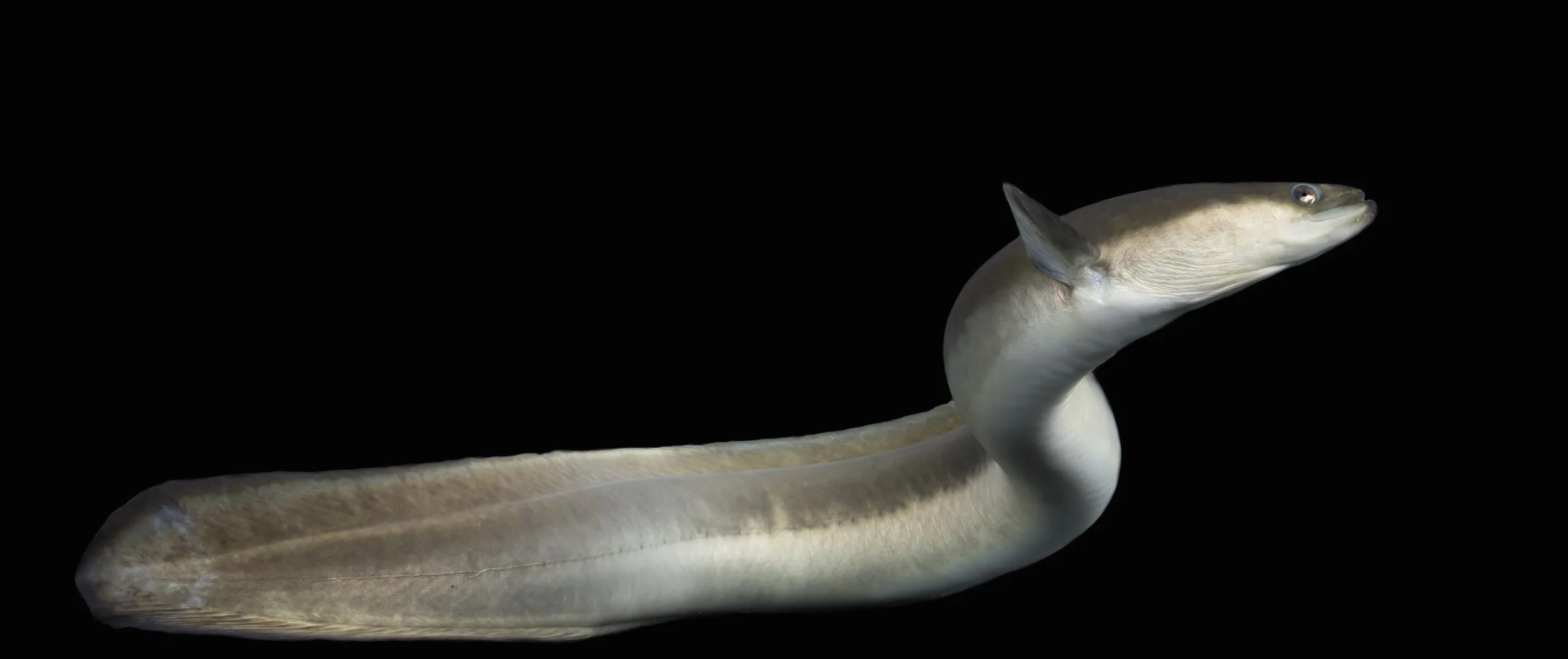 American Eel