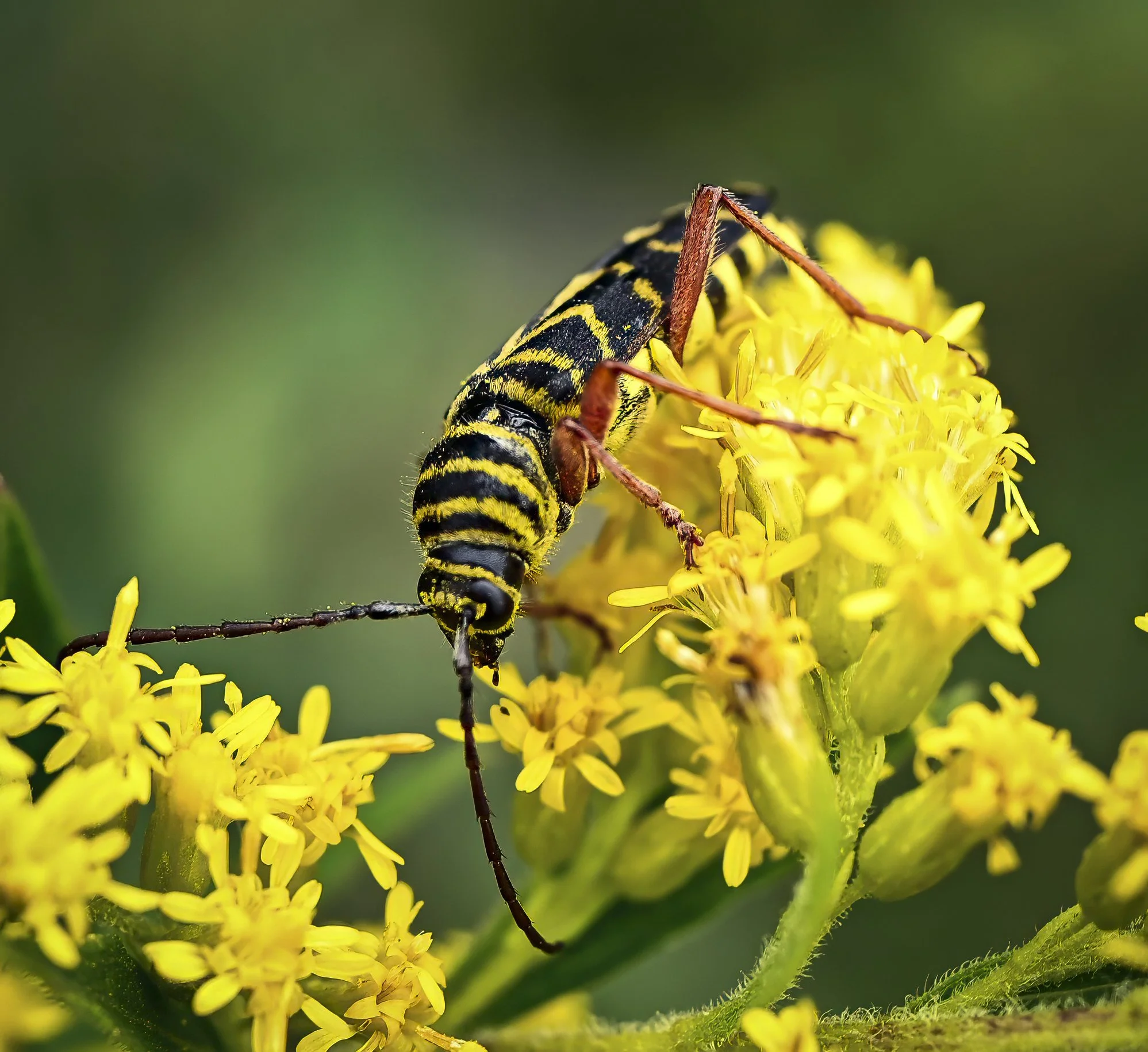 Giant Goldenrod