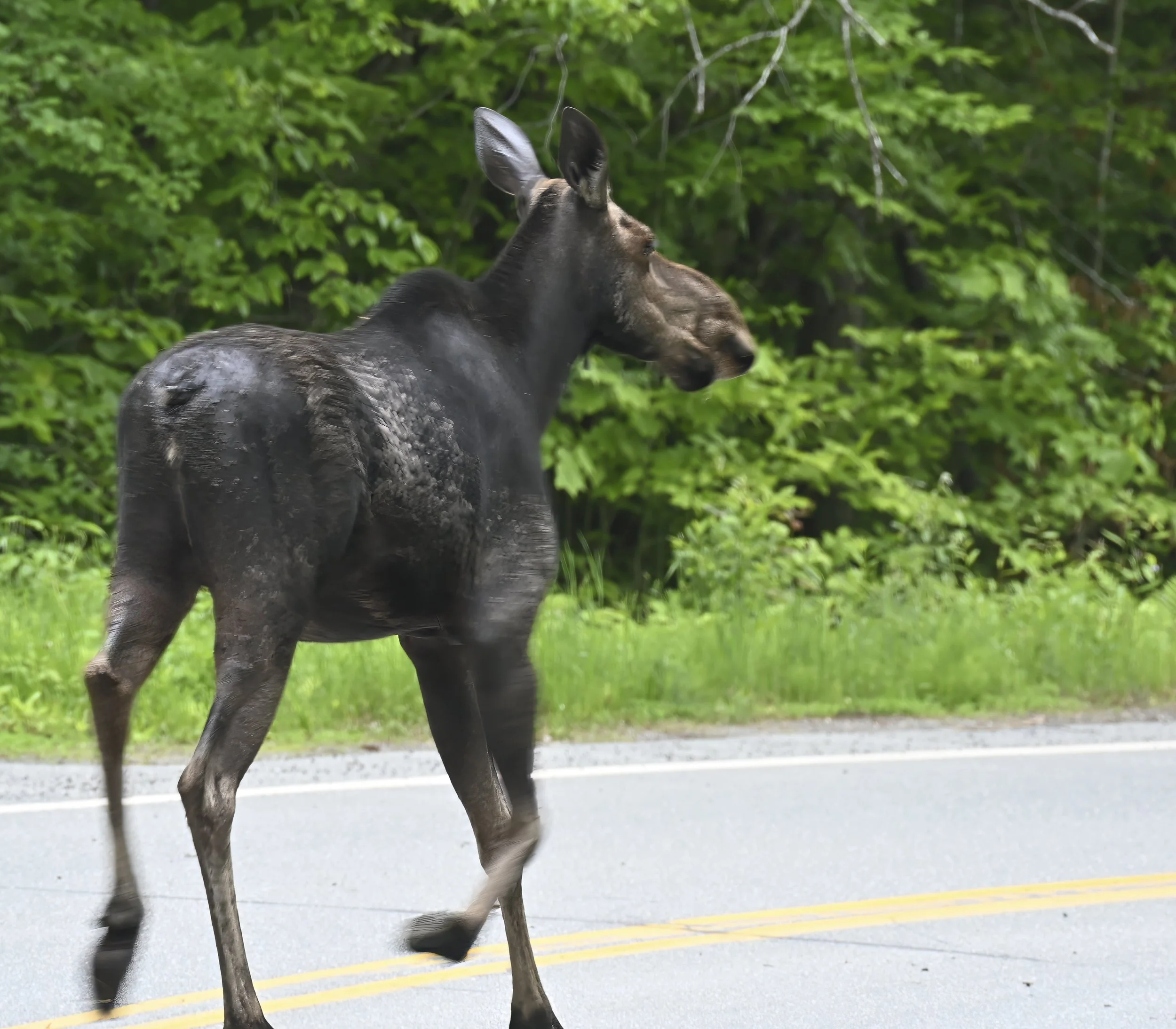 Moose