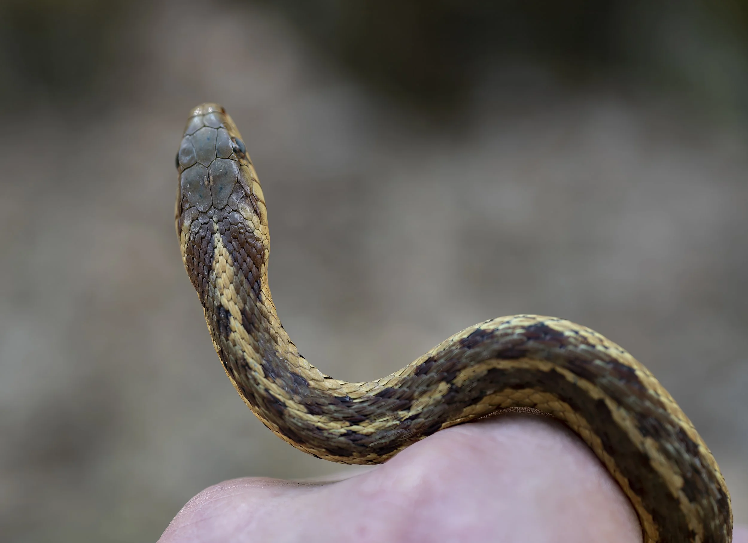 Eastern Garter Snake