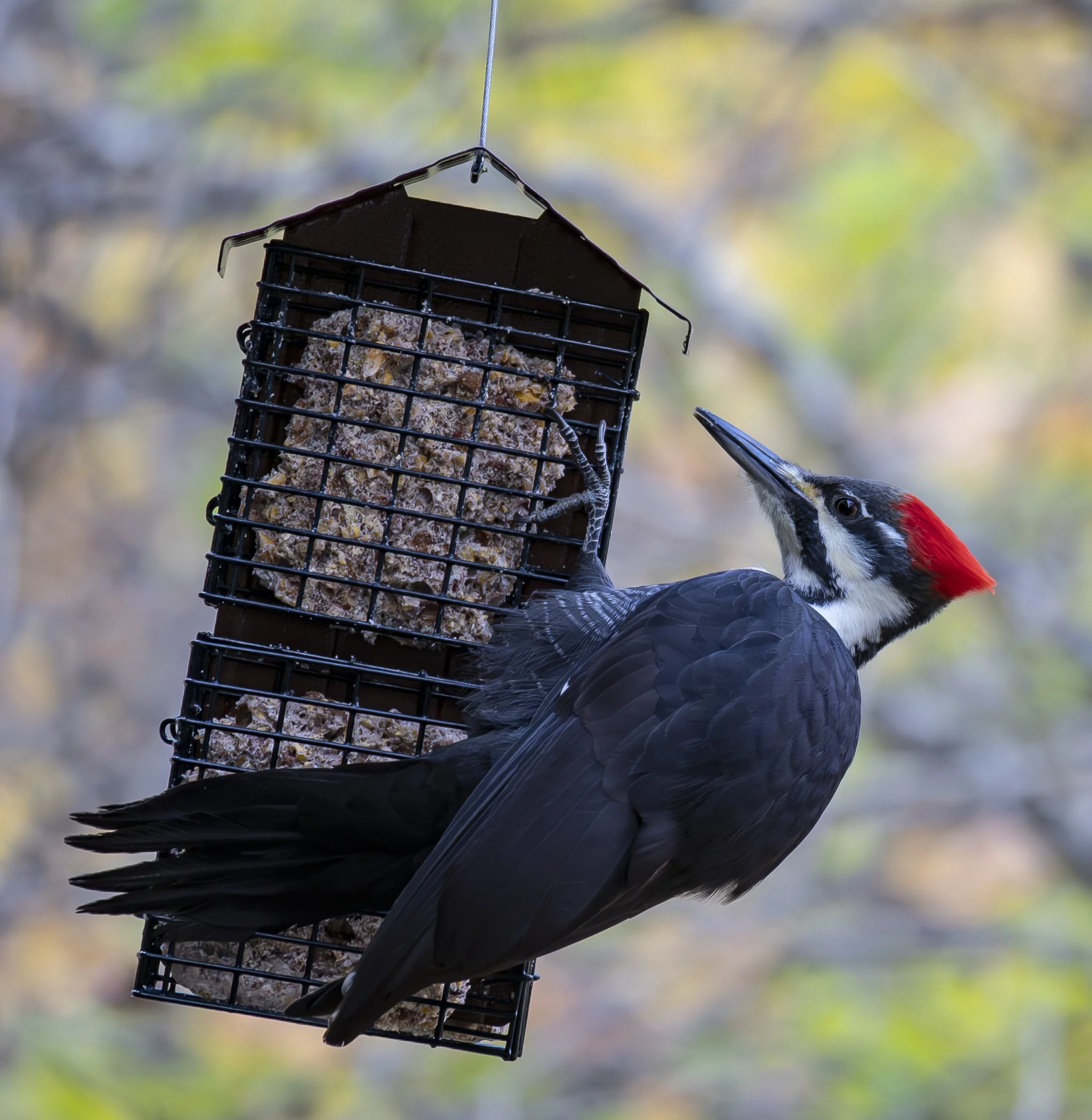 Pileated Woodpecker
