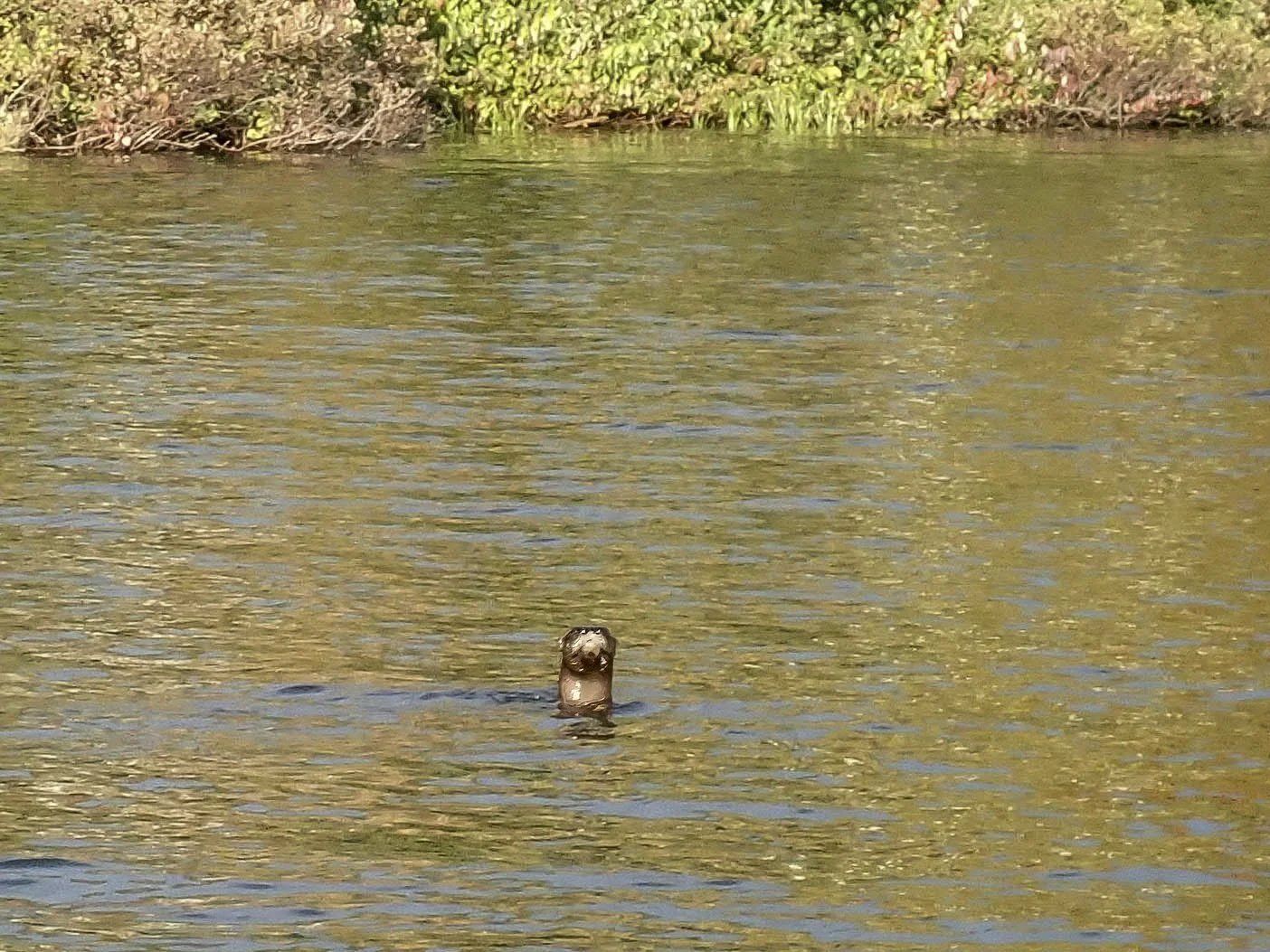 River Otter