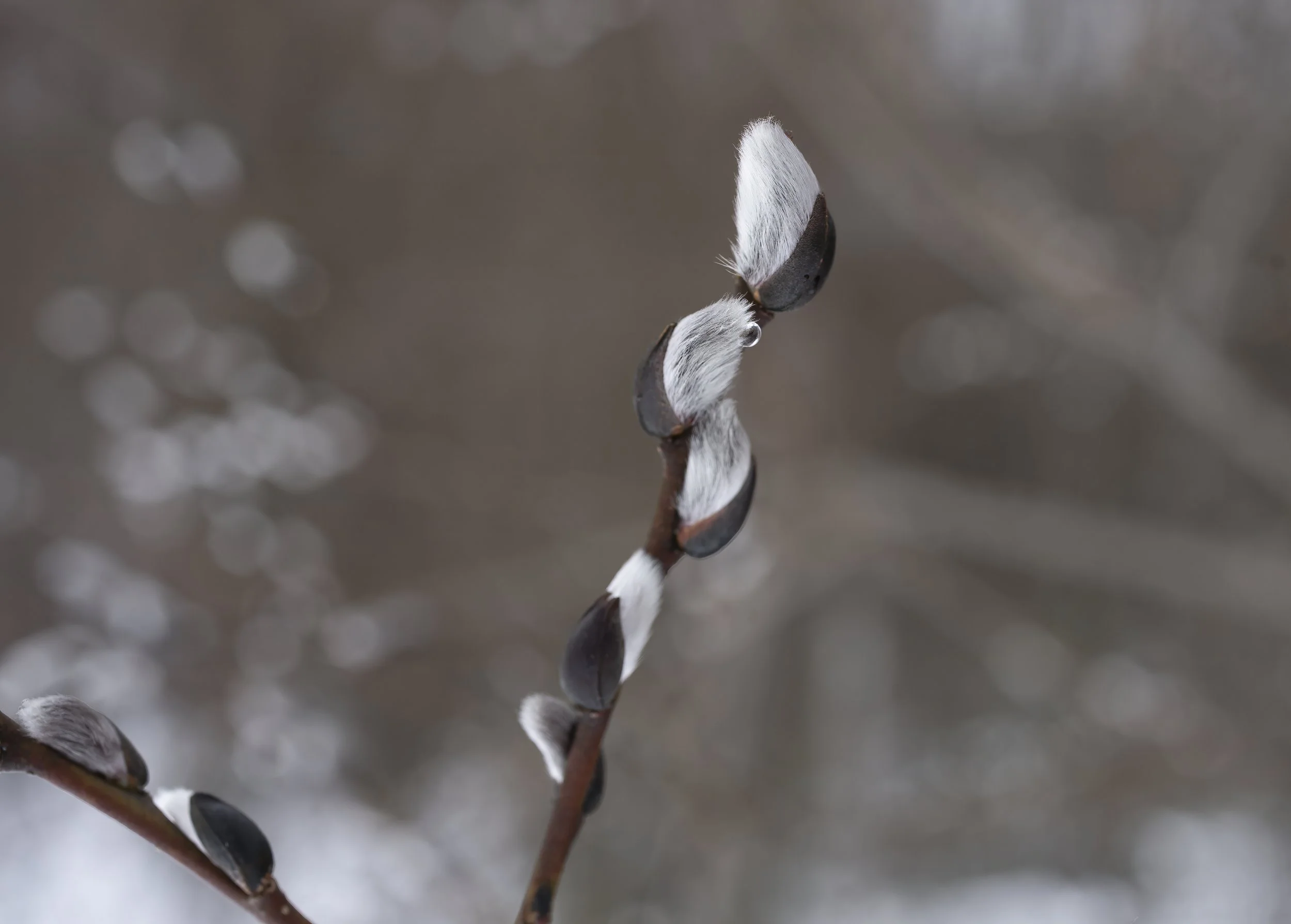 Pussy Willow