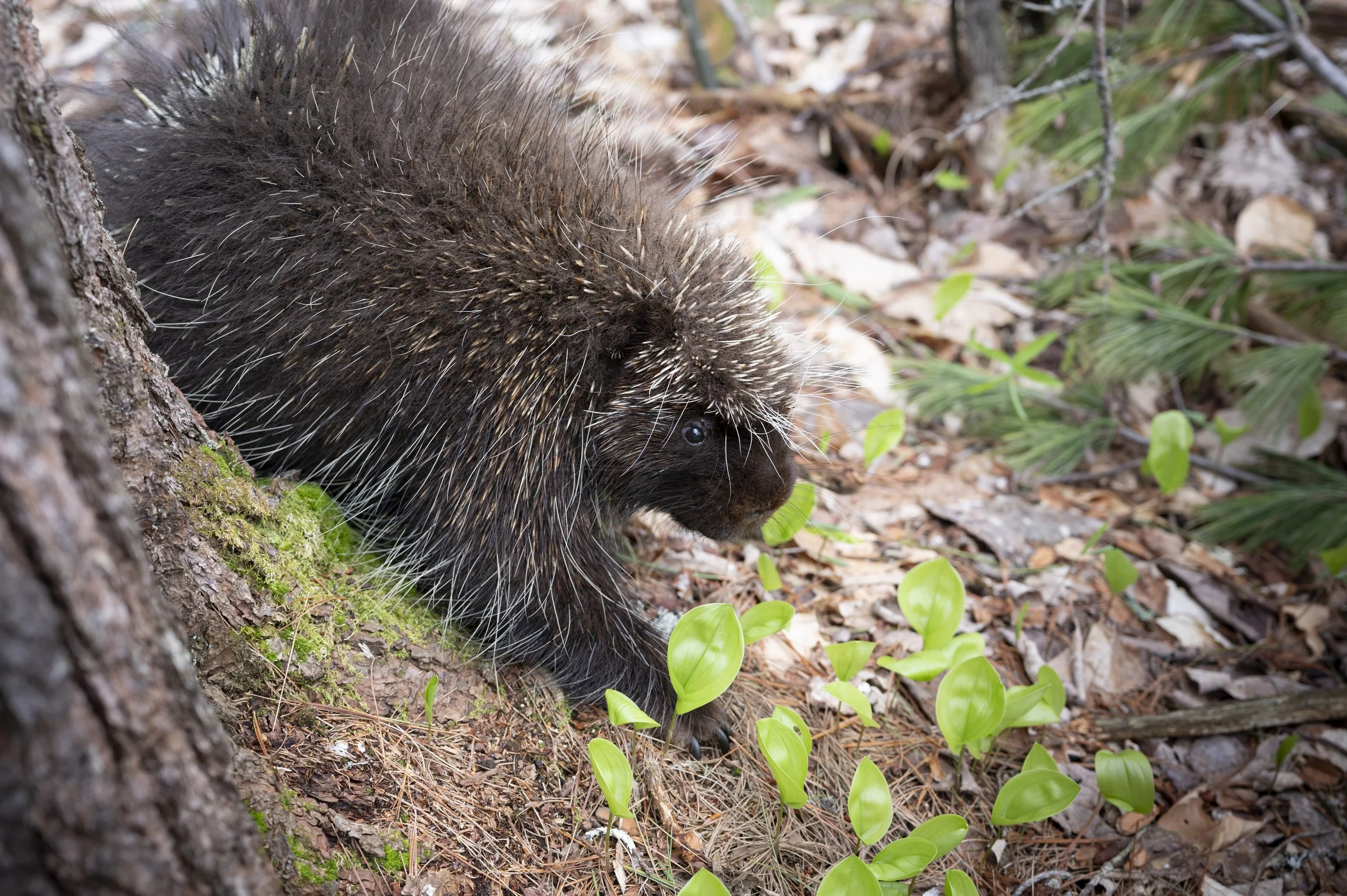 North American Porcupine