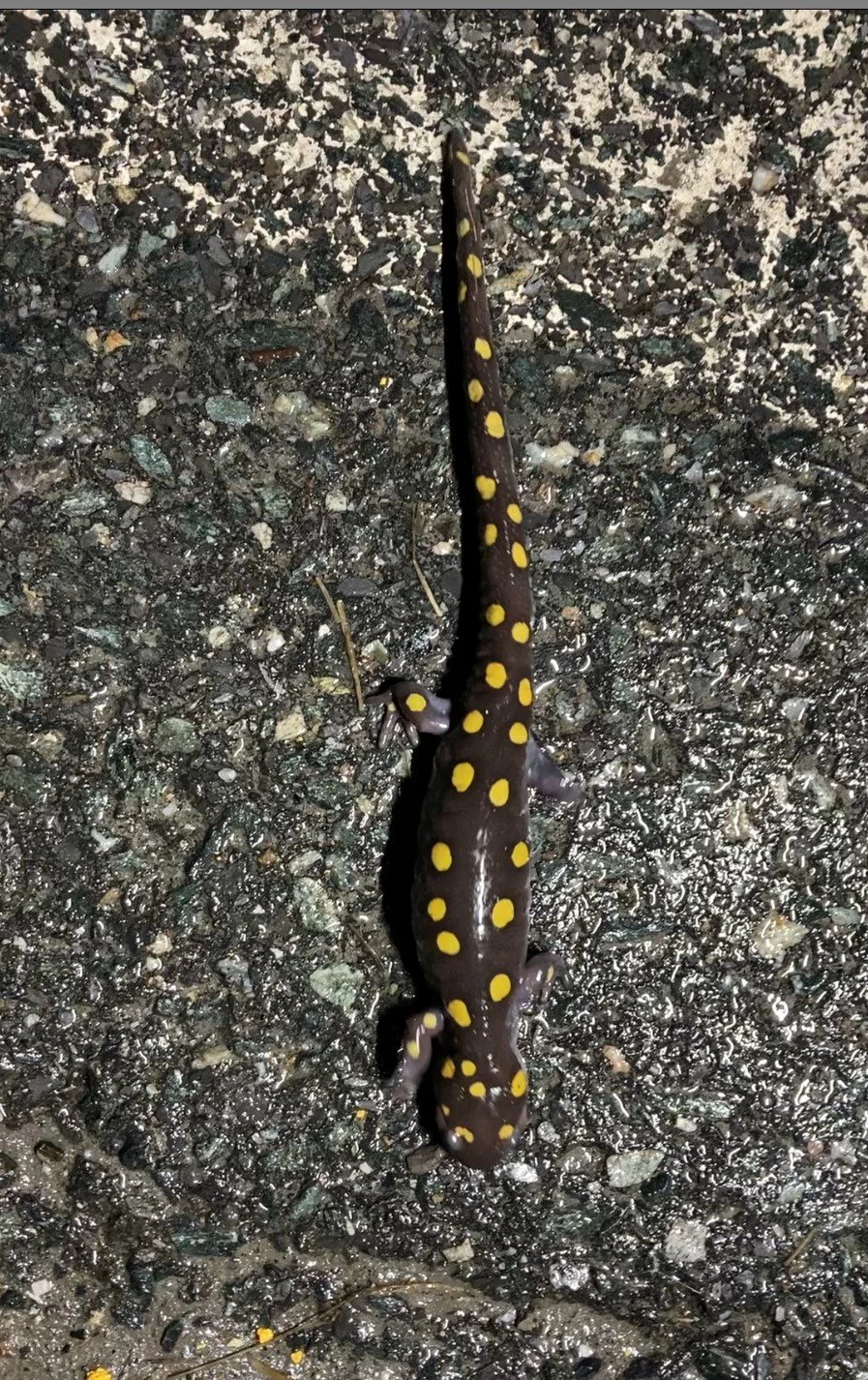 Spotted Salamander