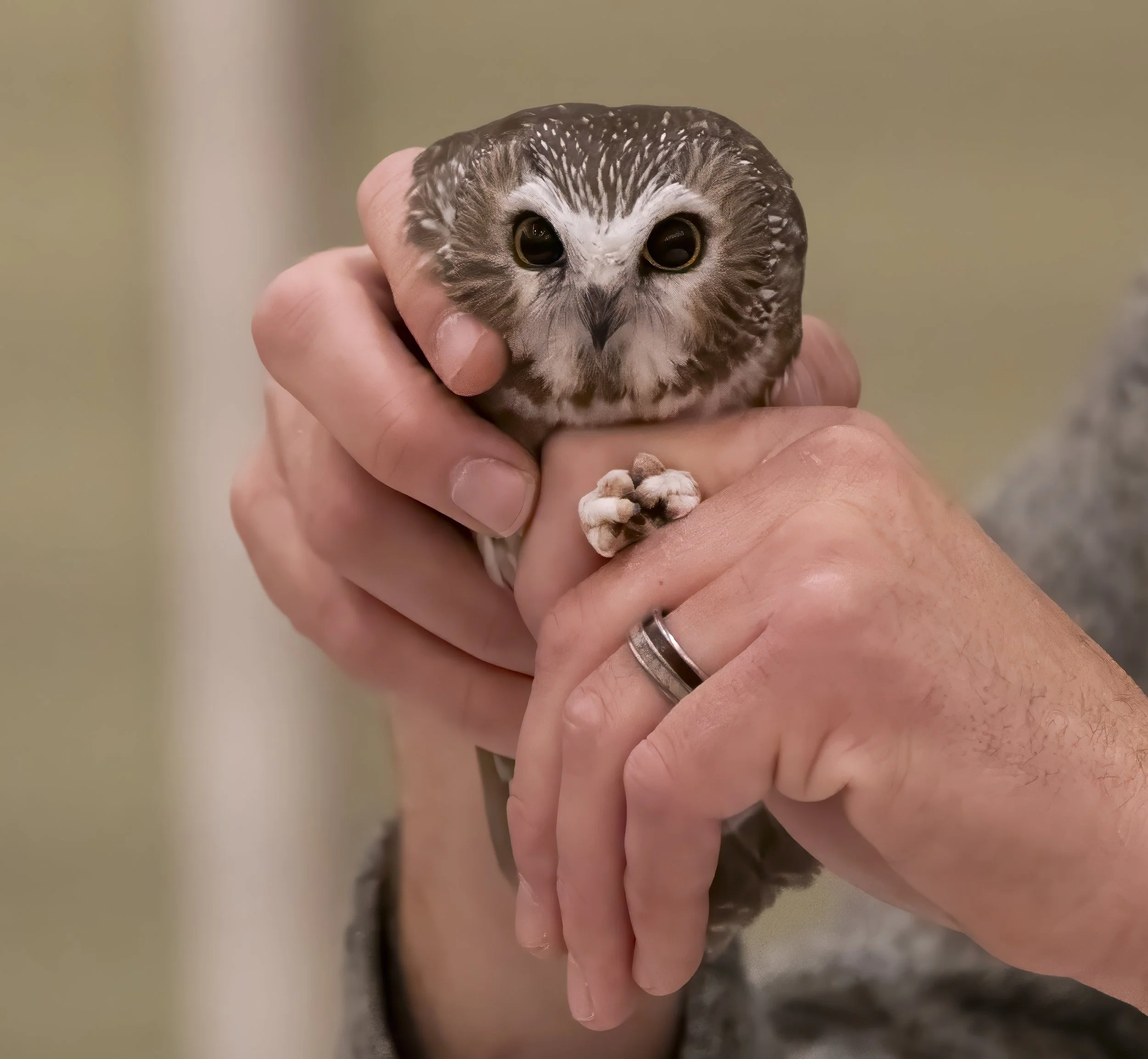 Saw-whet Owl