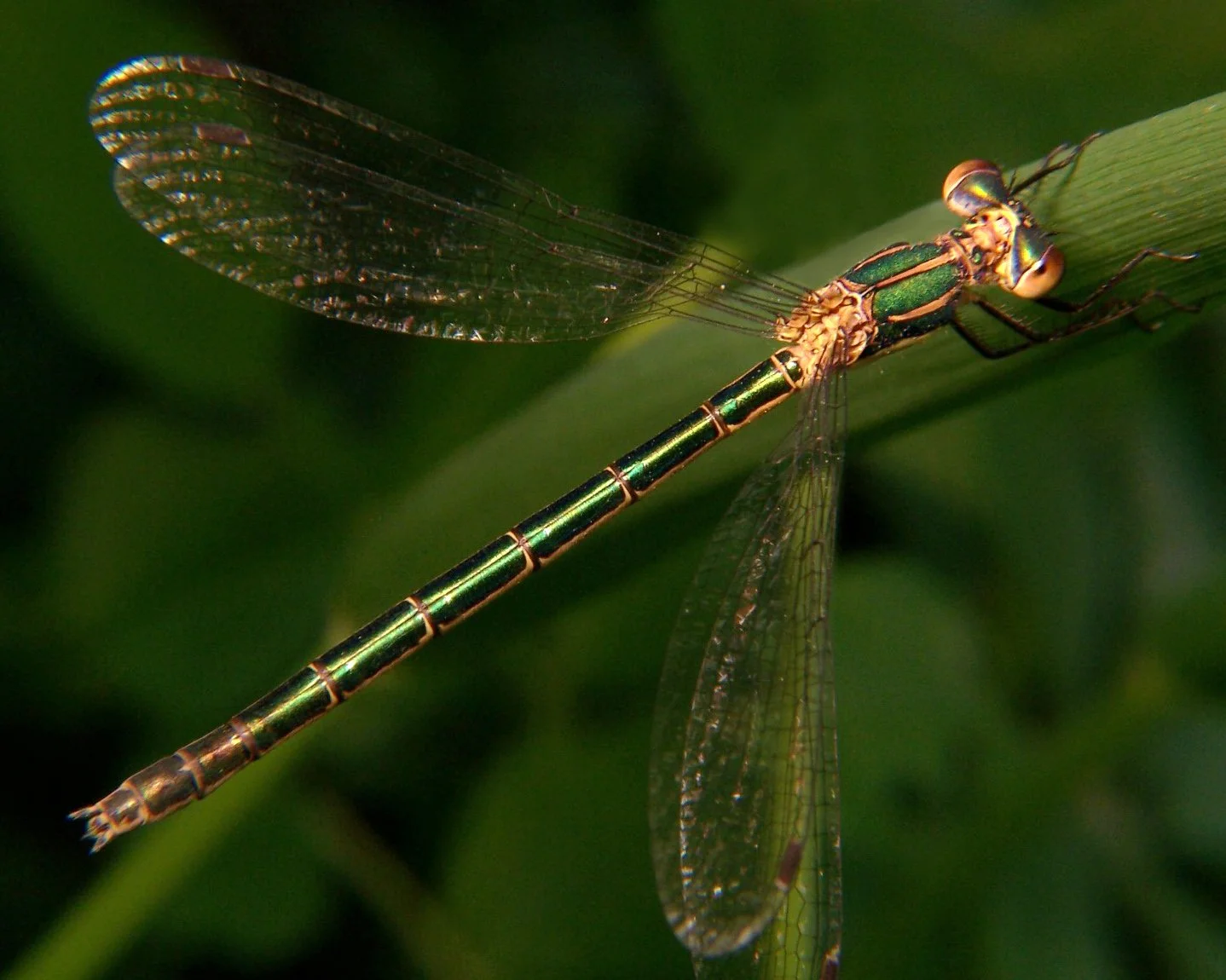 Emerald Spreadwing (damselfly)