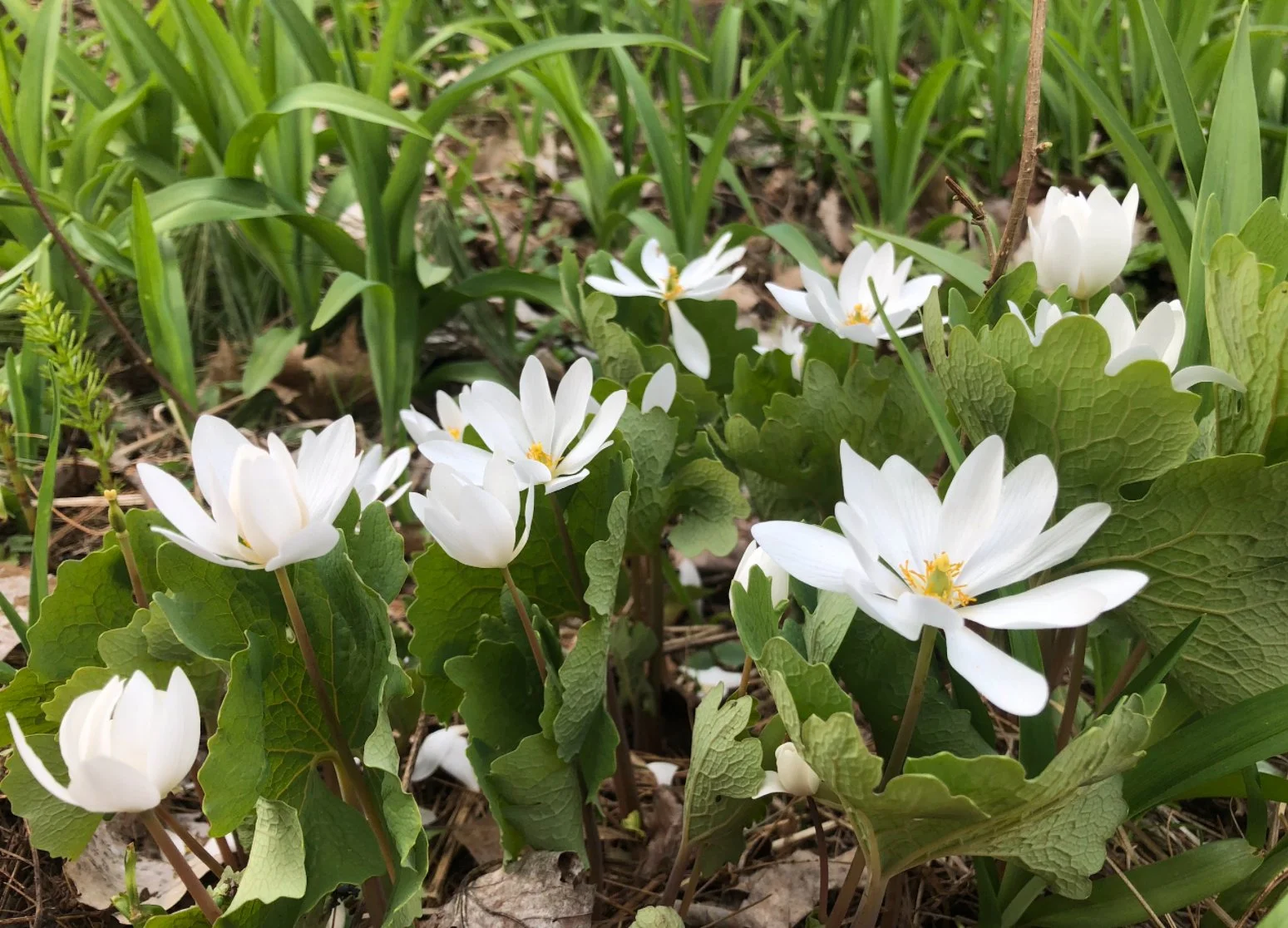 Bloodroot