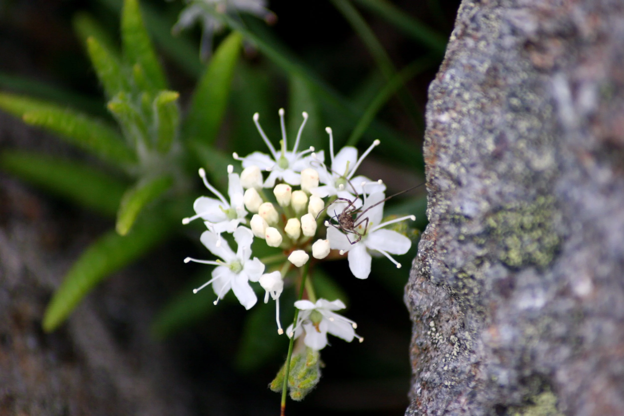 Labrador Tea Plant