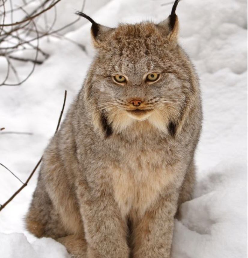 Canada Lynx