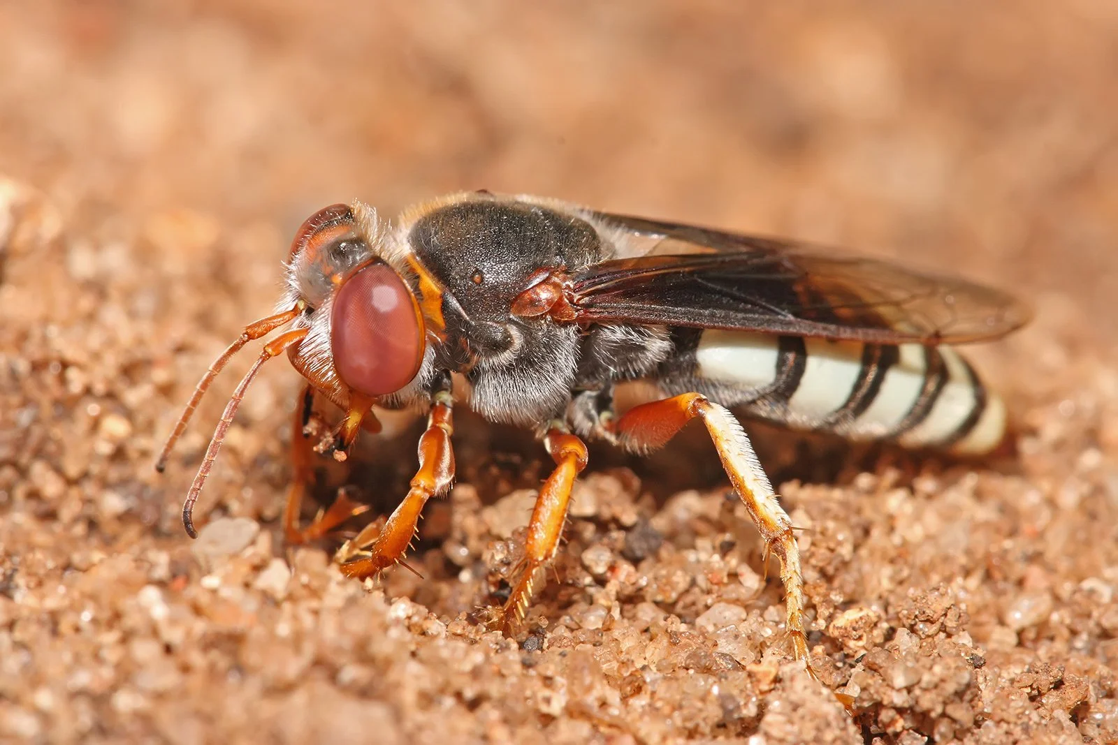 American Sand Wasp