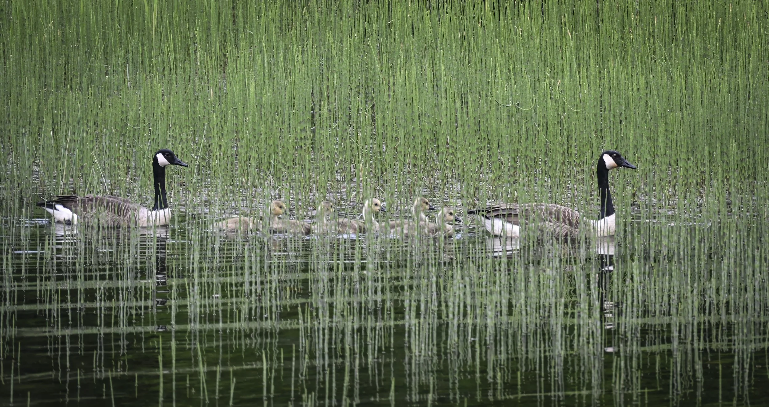 Canada Goose